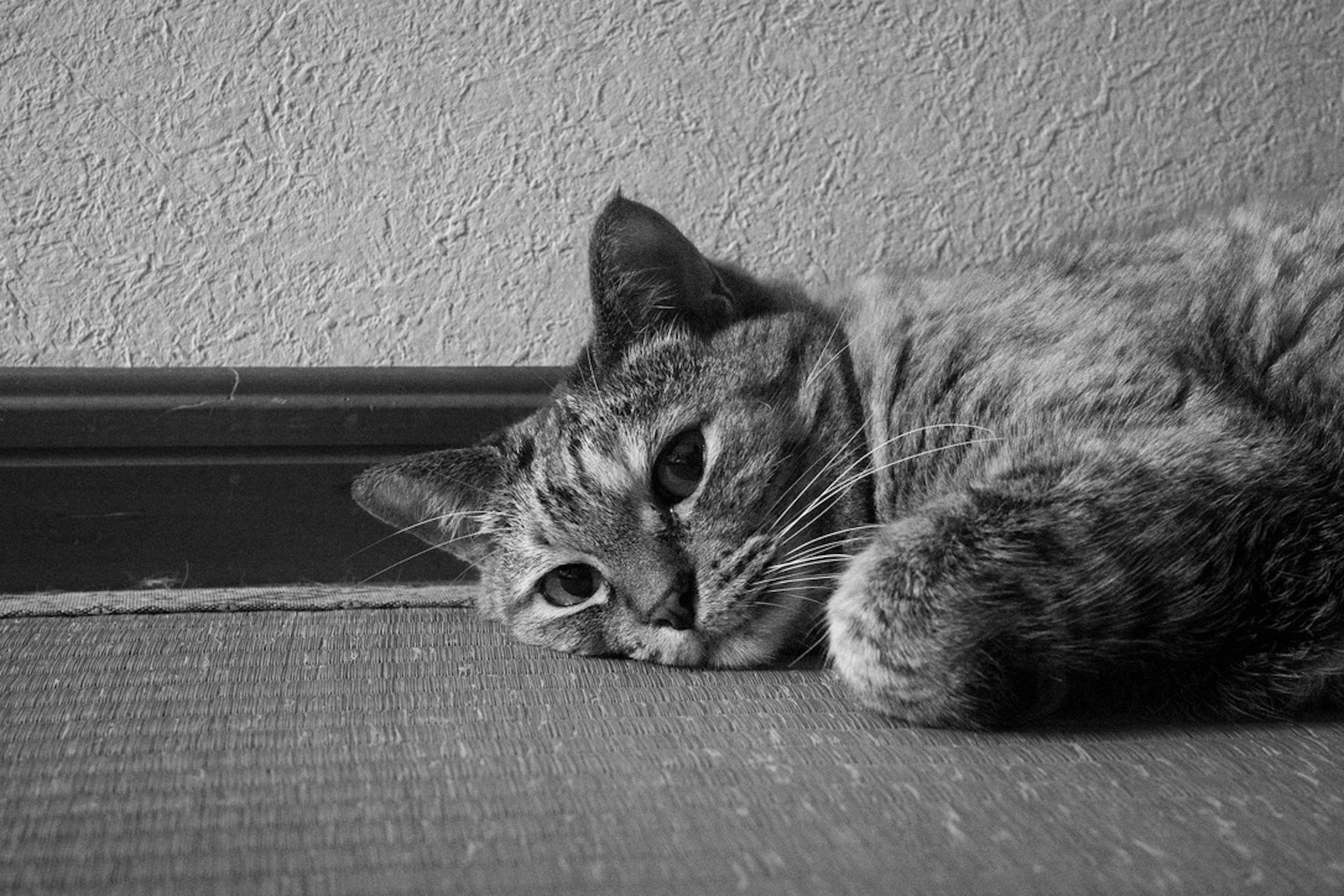 Gros plan d'un chat allongé en noir et blanc