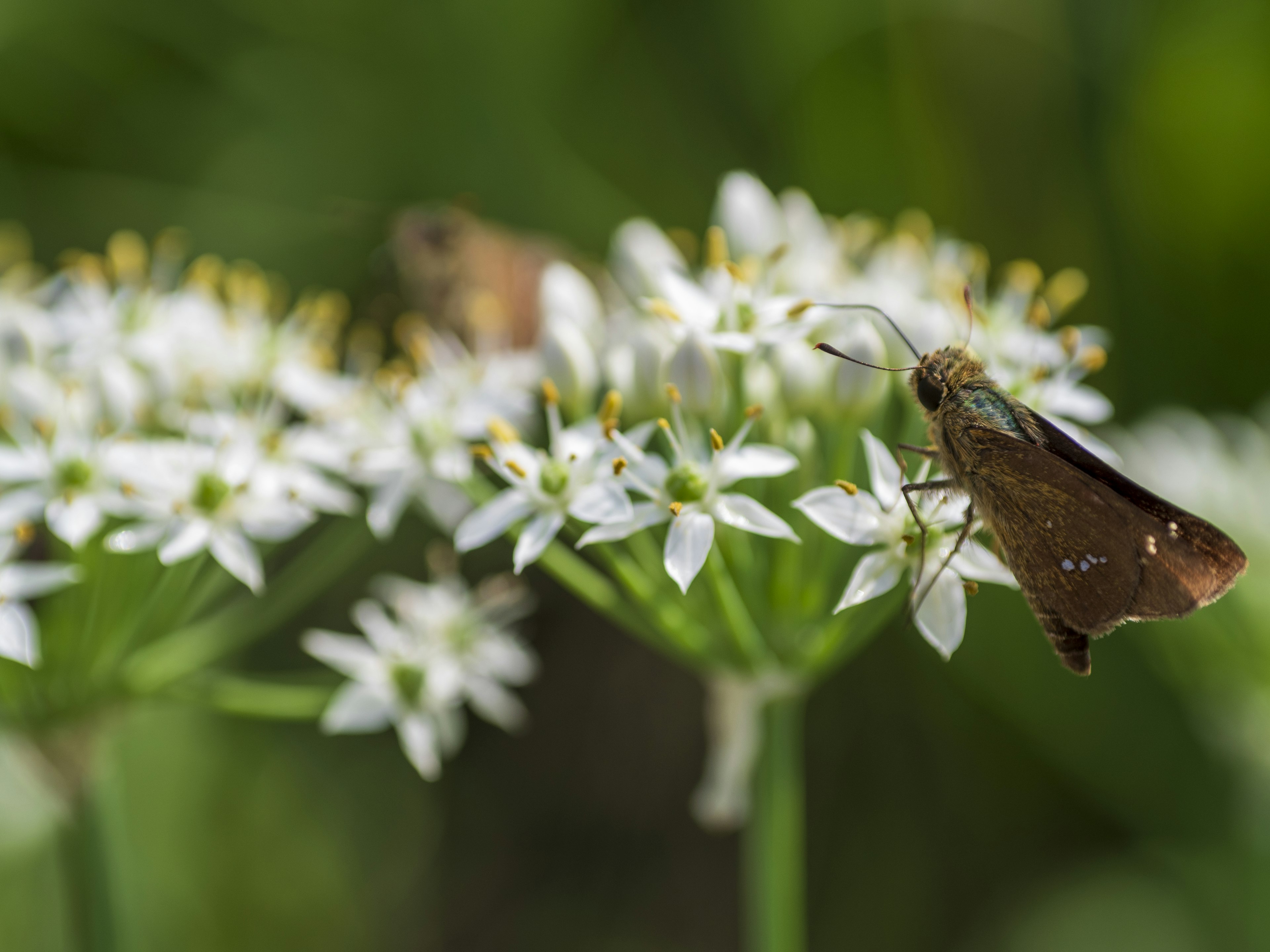 Gros plan d'un papillon brun se reposant sur des fleurs blanches