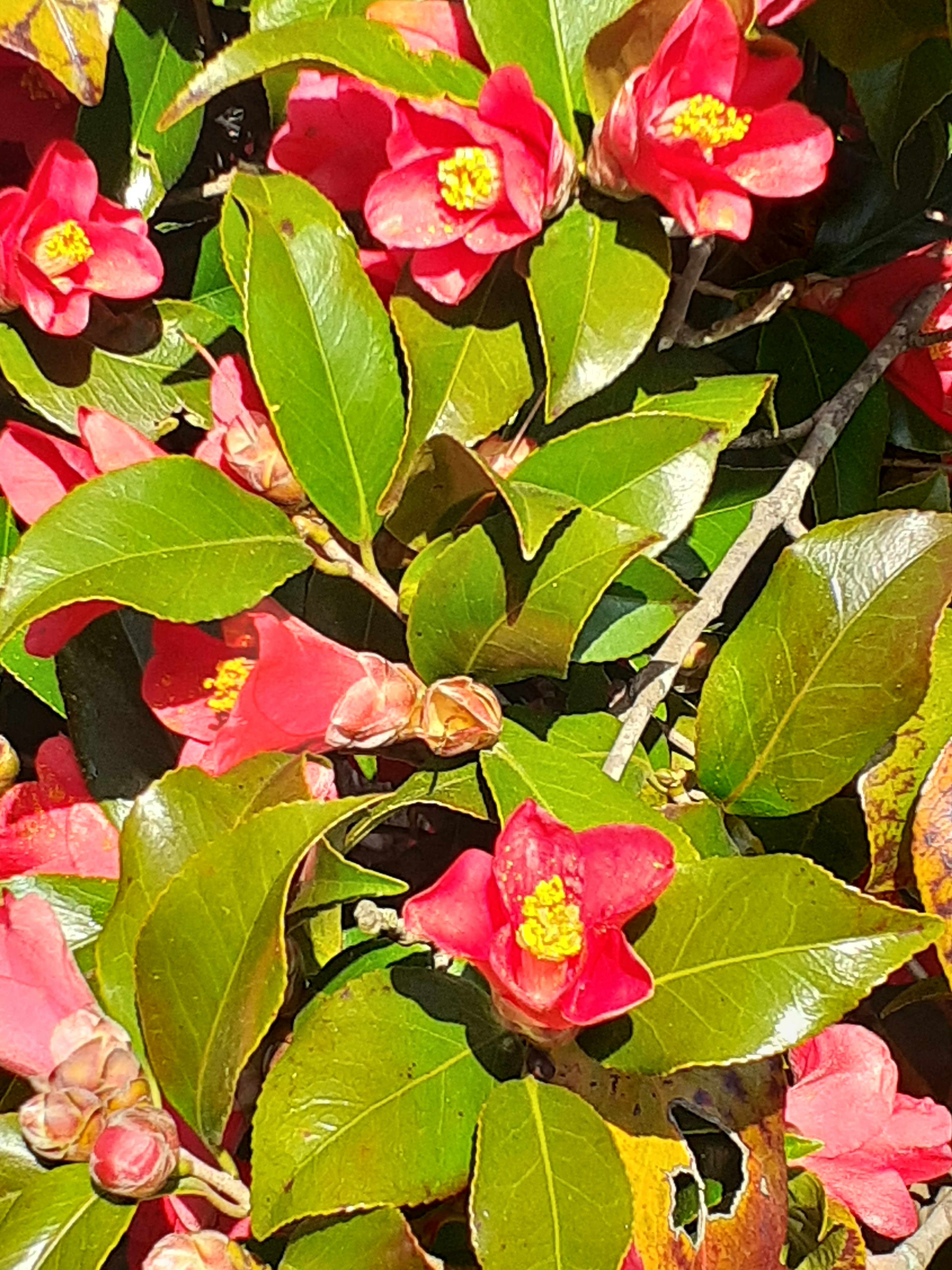 赤い花と緑の葉が豊かに茂る植物のクローズアップ