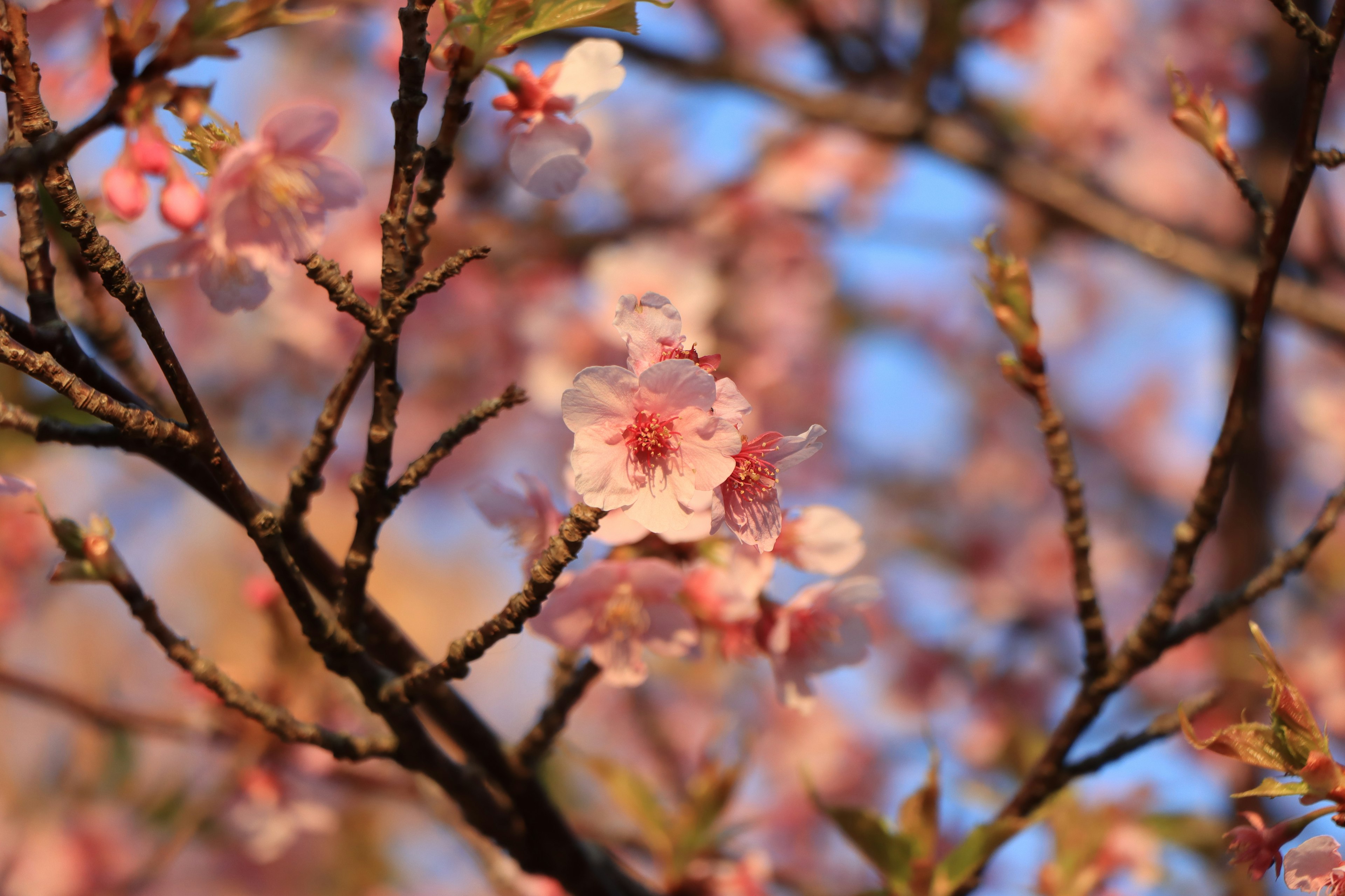 Nahaufnahme von Kirschblütenzweigen mit schönen rosa Blüten und blauem Himmel