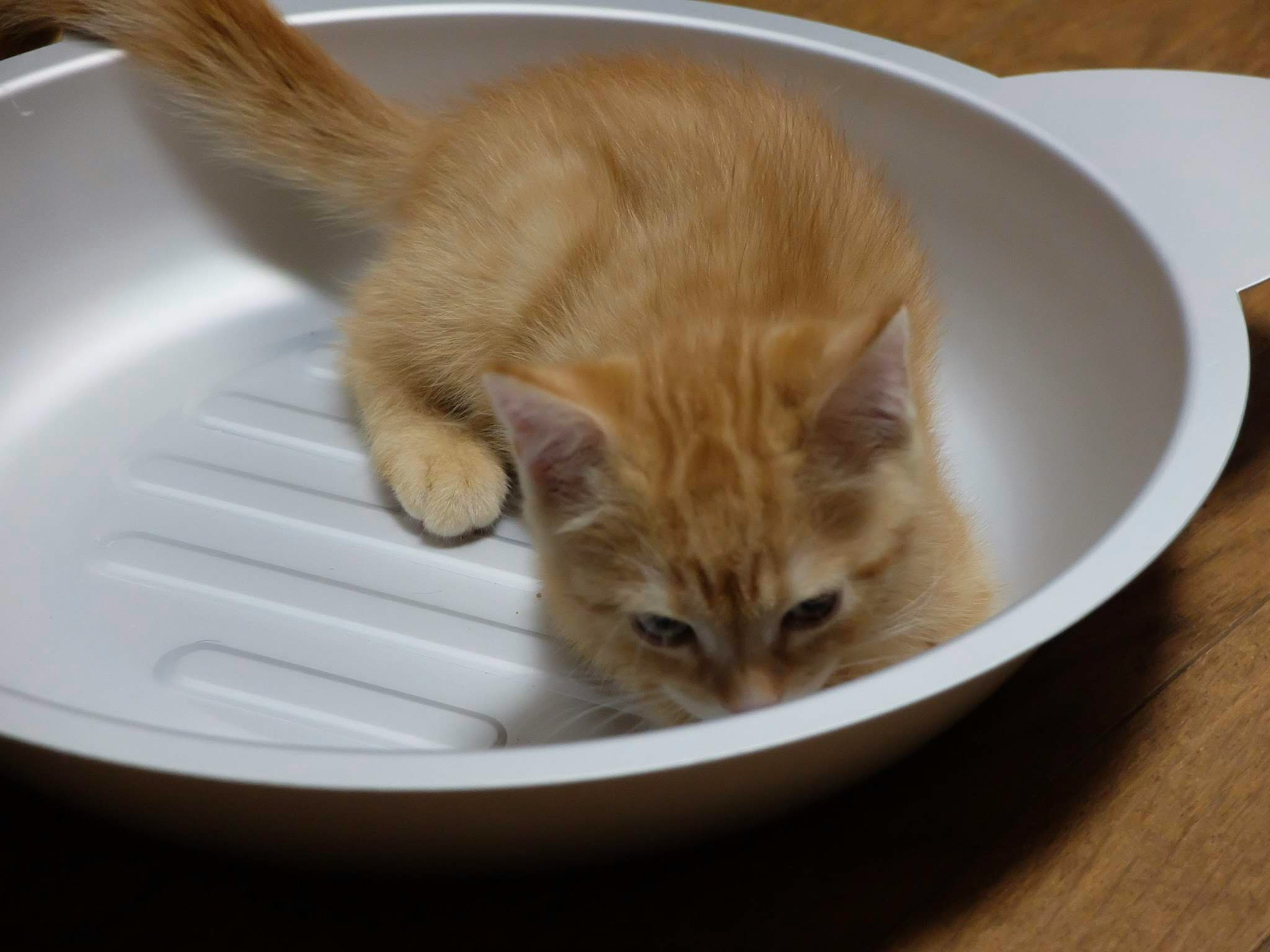 白い皿に横たわるオレンジ色の子猫