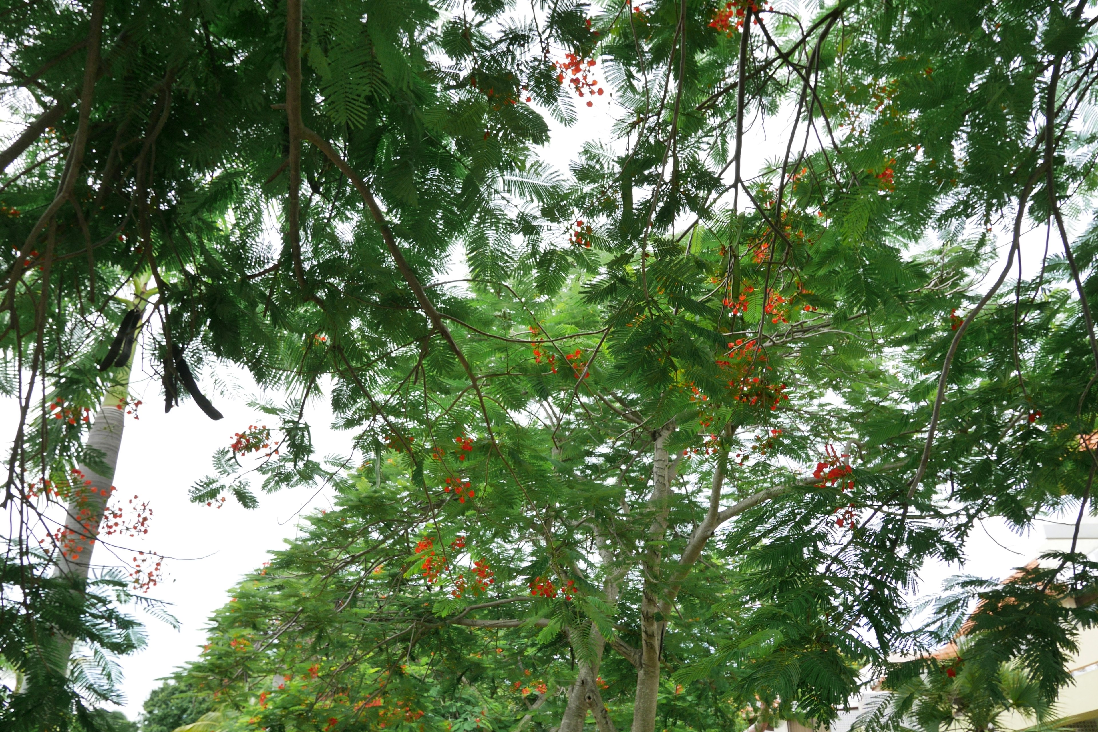 緑の葉とオレンジ色の花がある木々の上からの視点