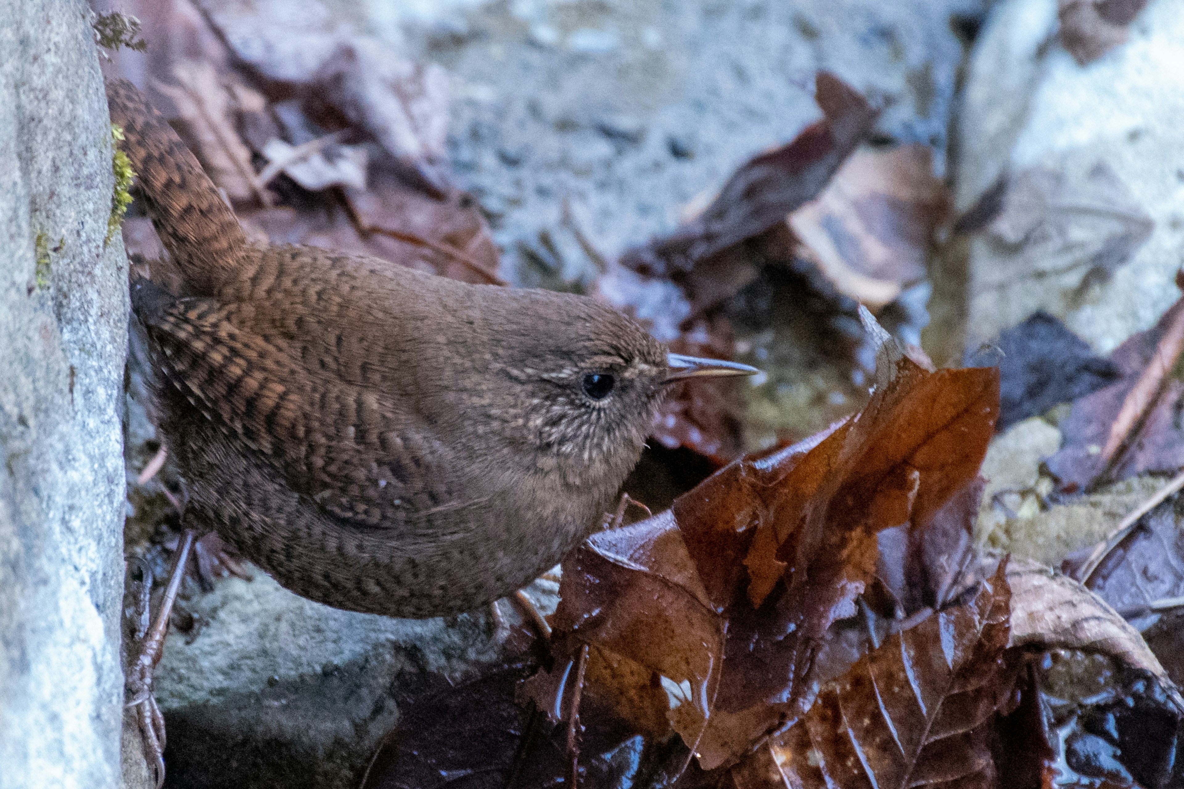 Un pequeño pájaro marrón posado sobre hojas cerca del agua