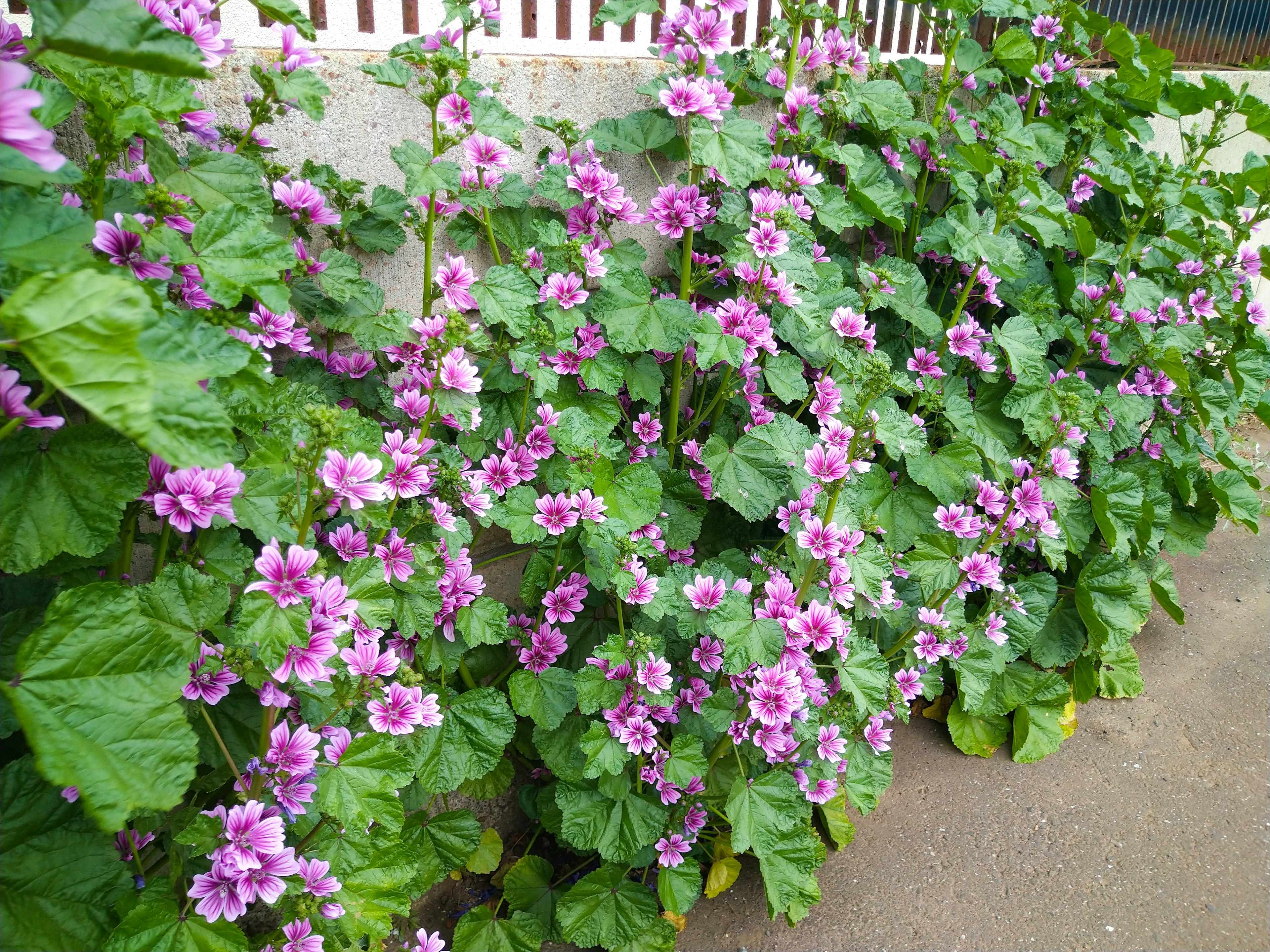 Row of plants with pink flowers and green leaves