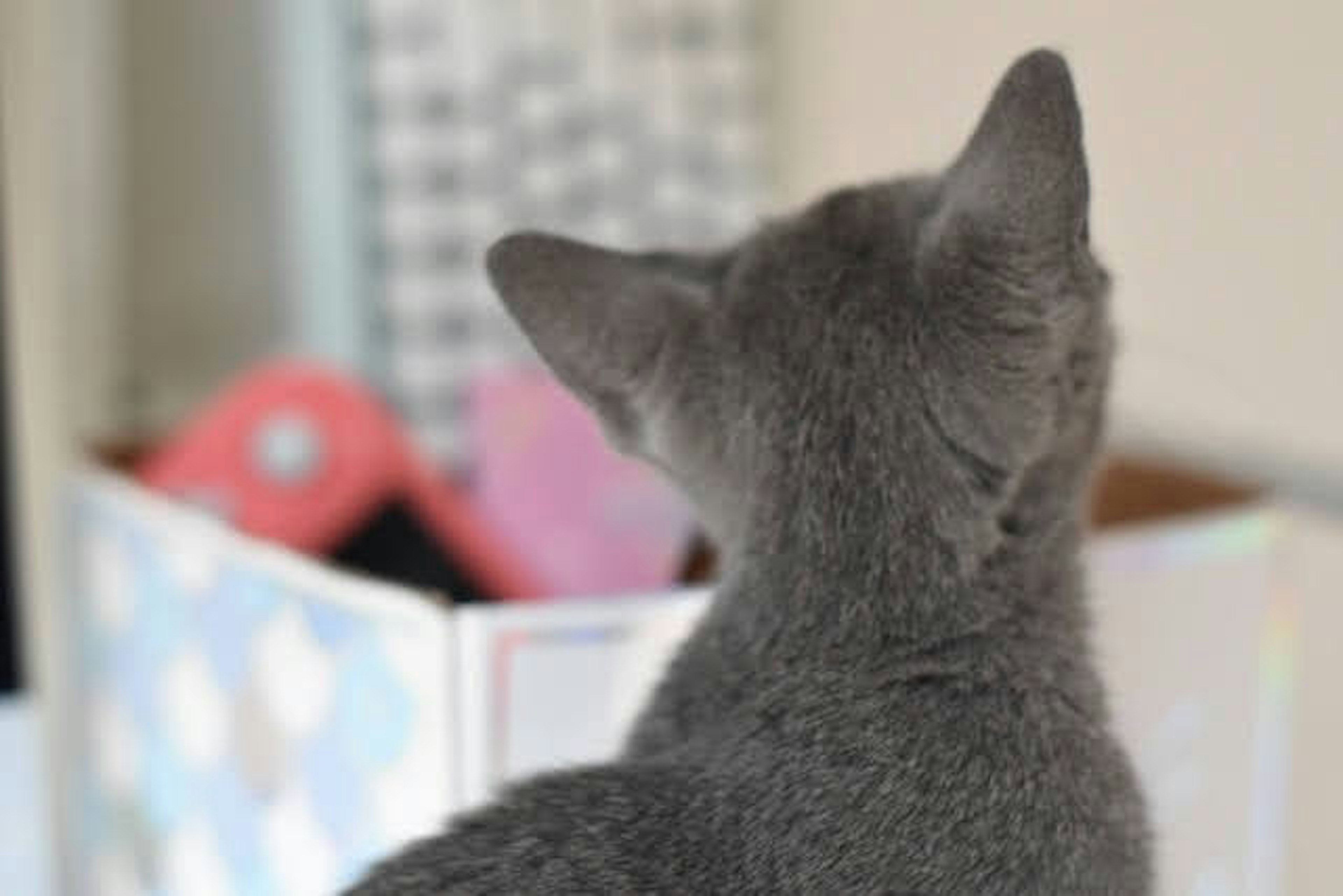 Graue Katze schaut von hinten auf eine Box