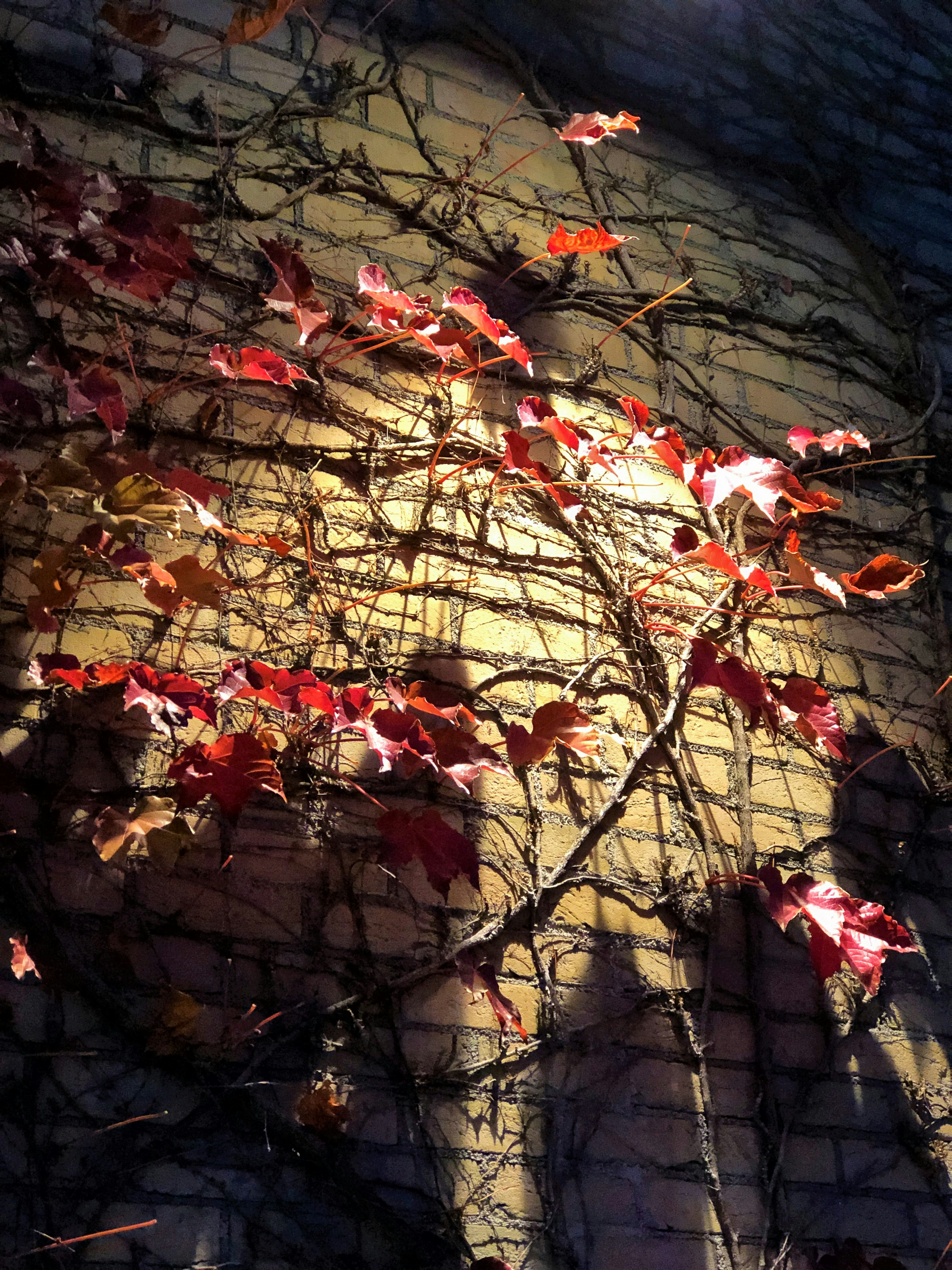 Feuilles rouges enchevêtrées sur un mur en briques projetant des ombres