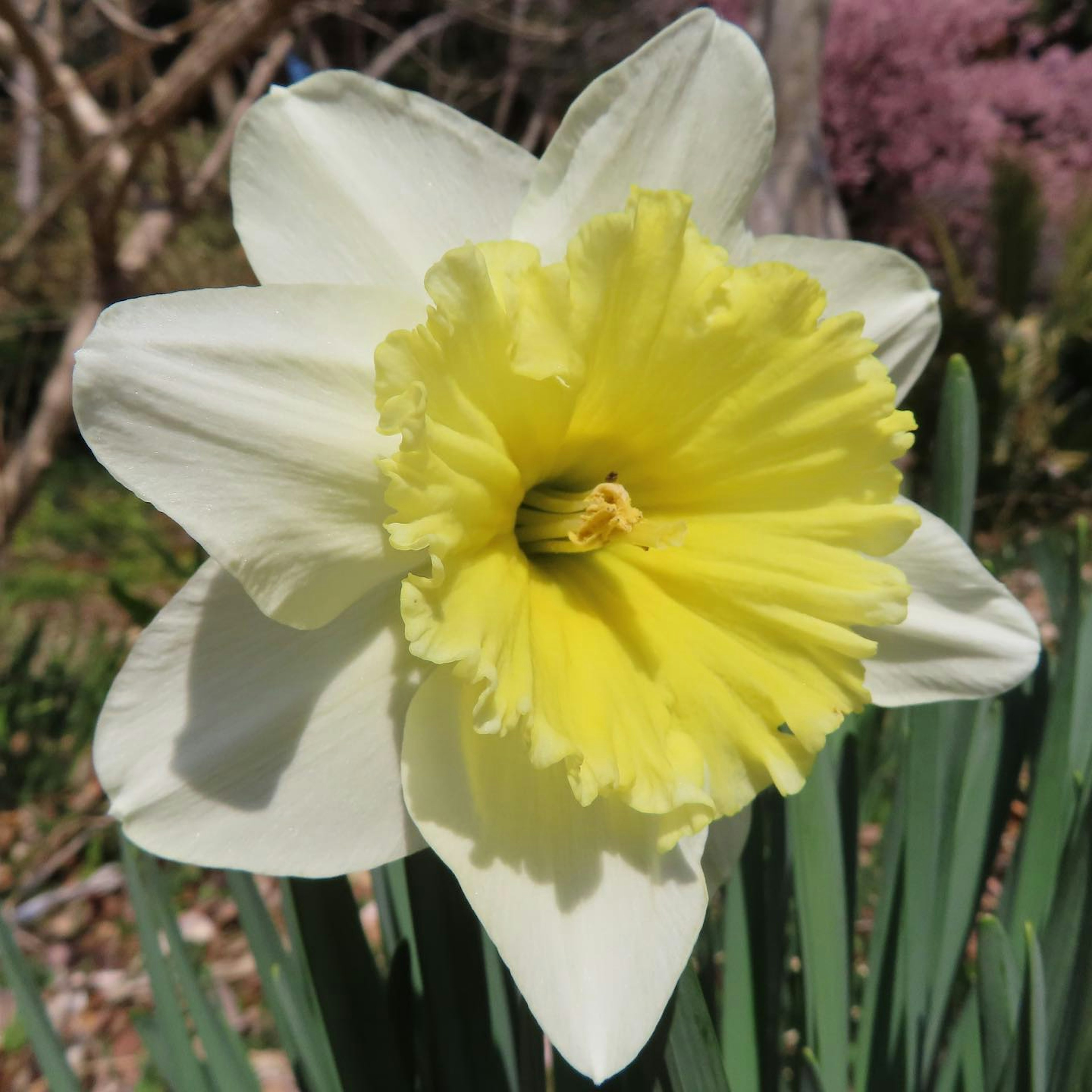 Flor de narciso blanca con centro amarillo