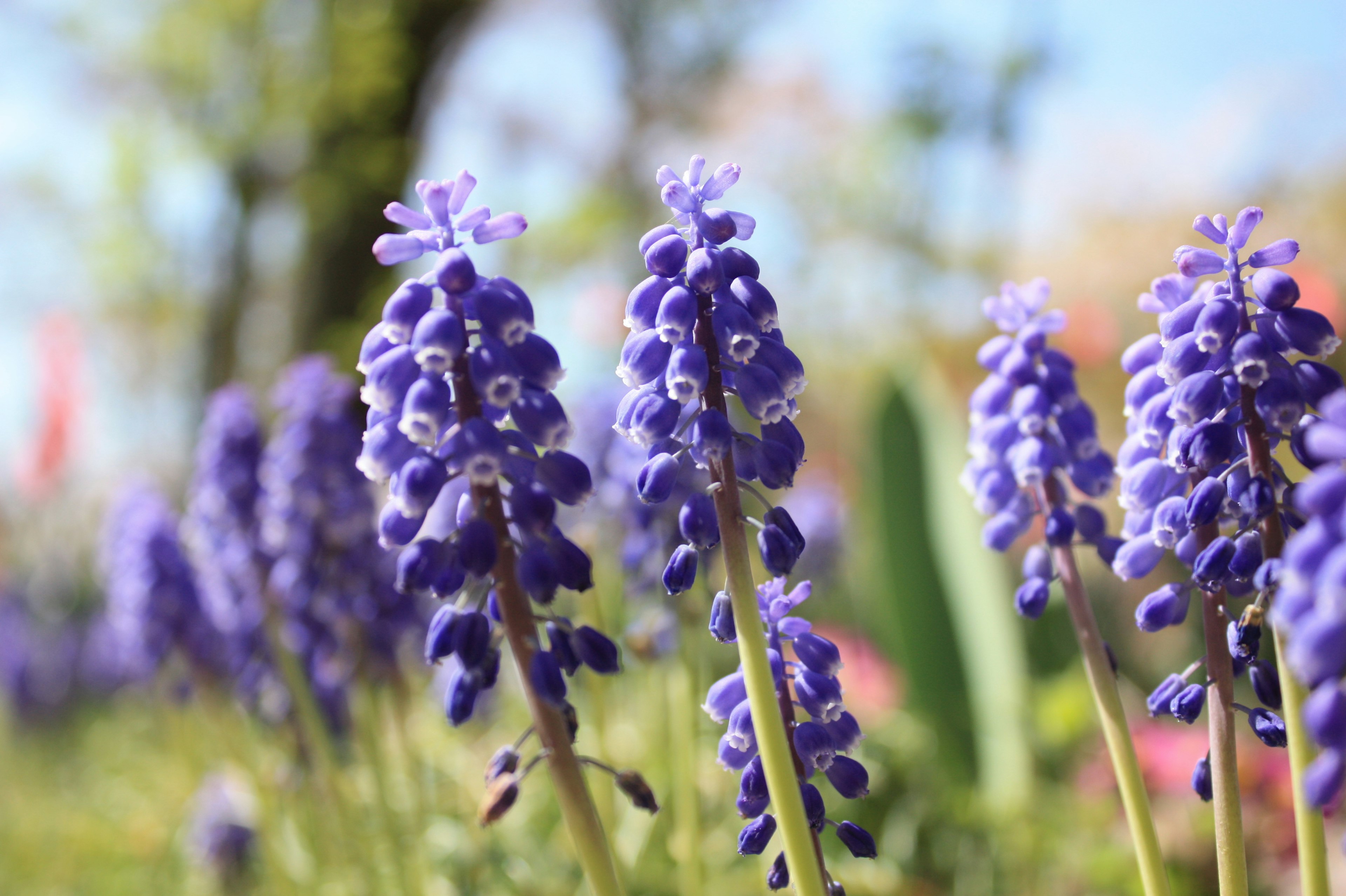 Primer plano de flores moradas en un jardín