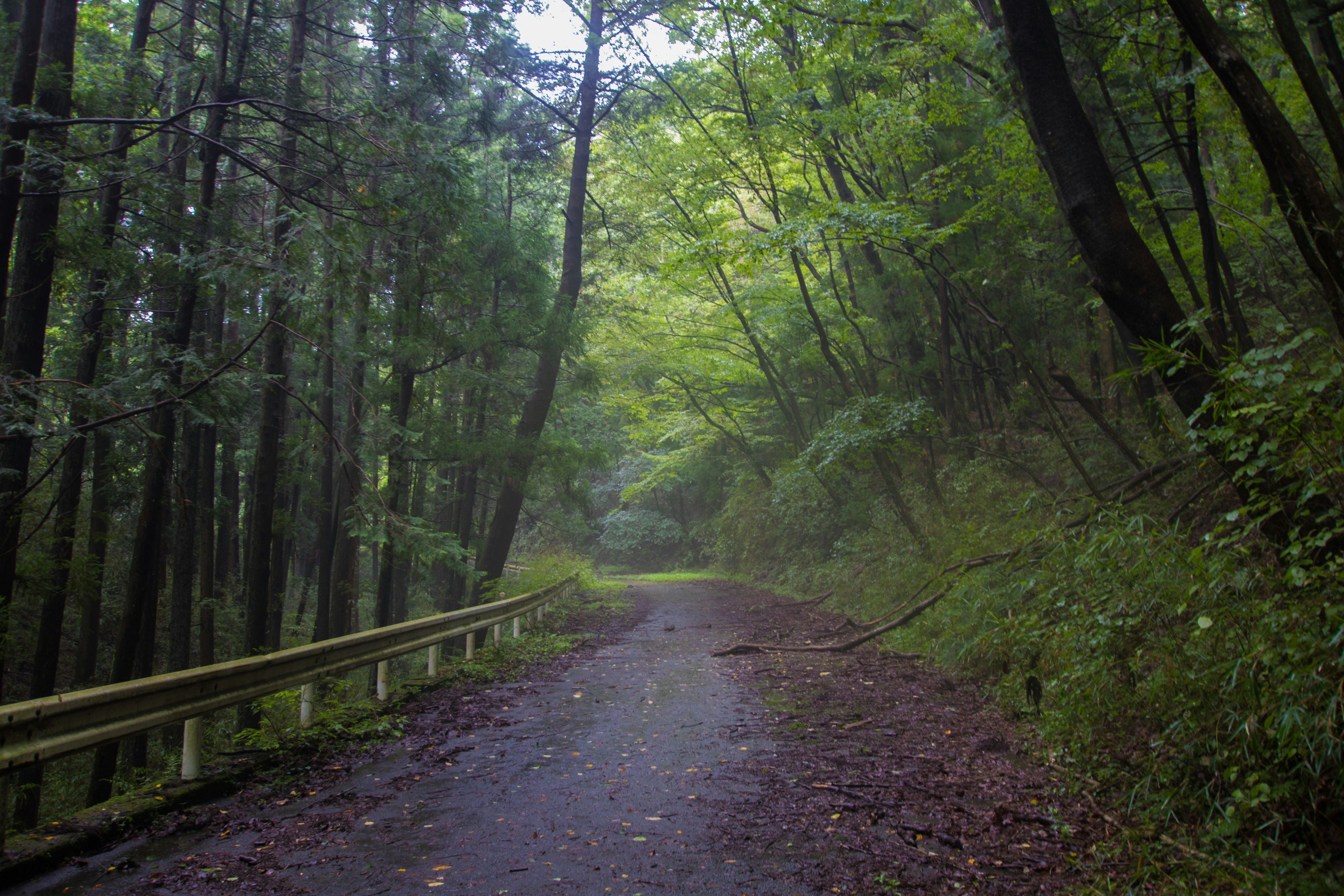 A misty path through a lush green forest with trees