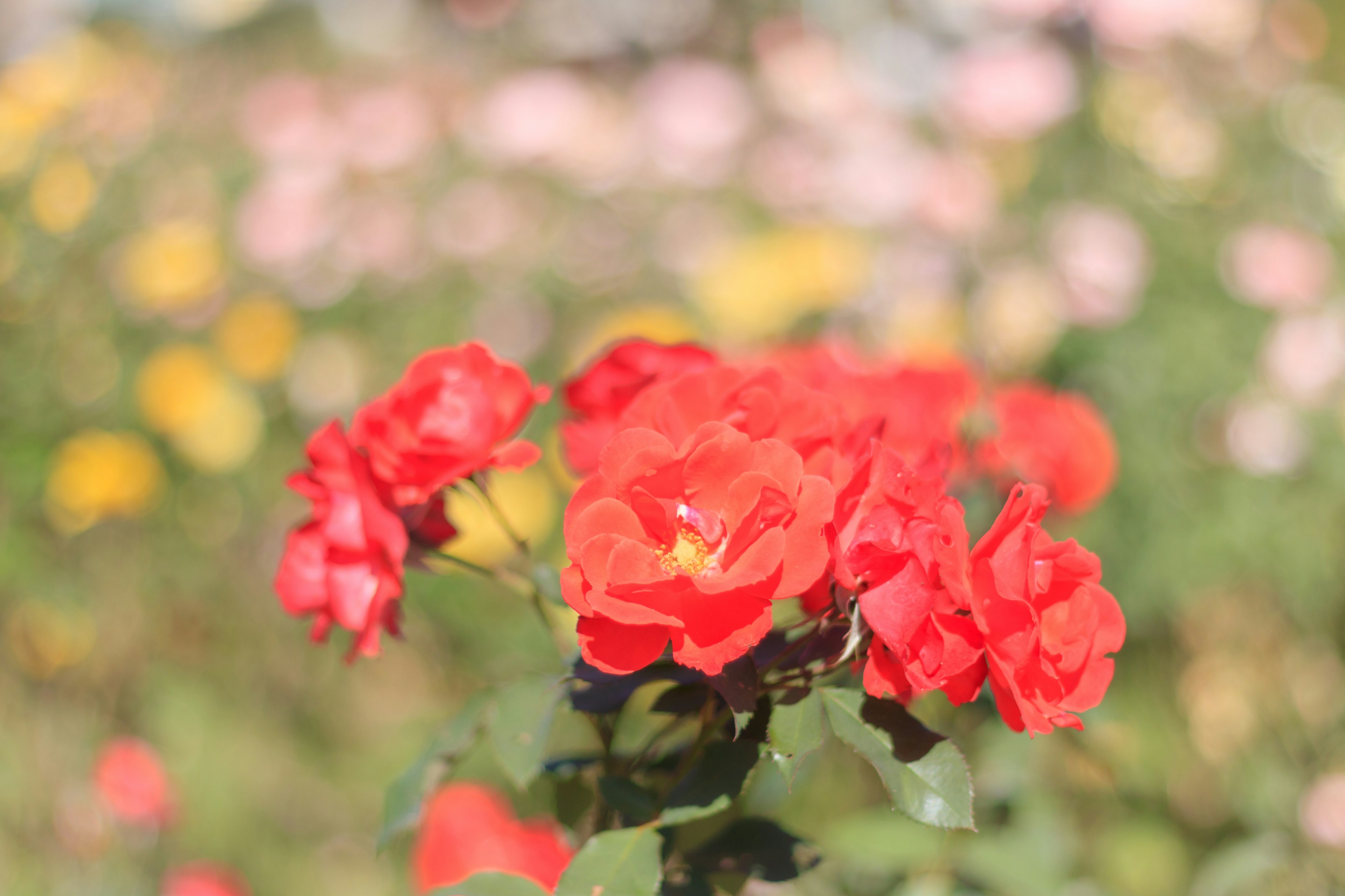 Rosas rojas vibrantes floreciendo en un jardín