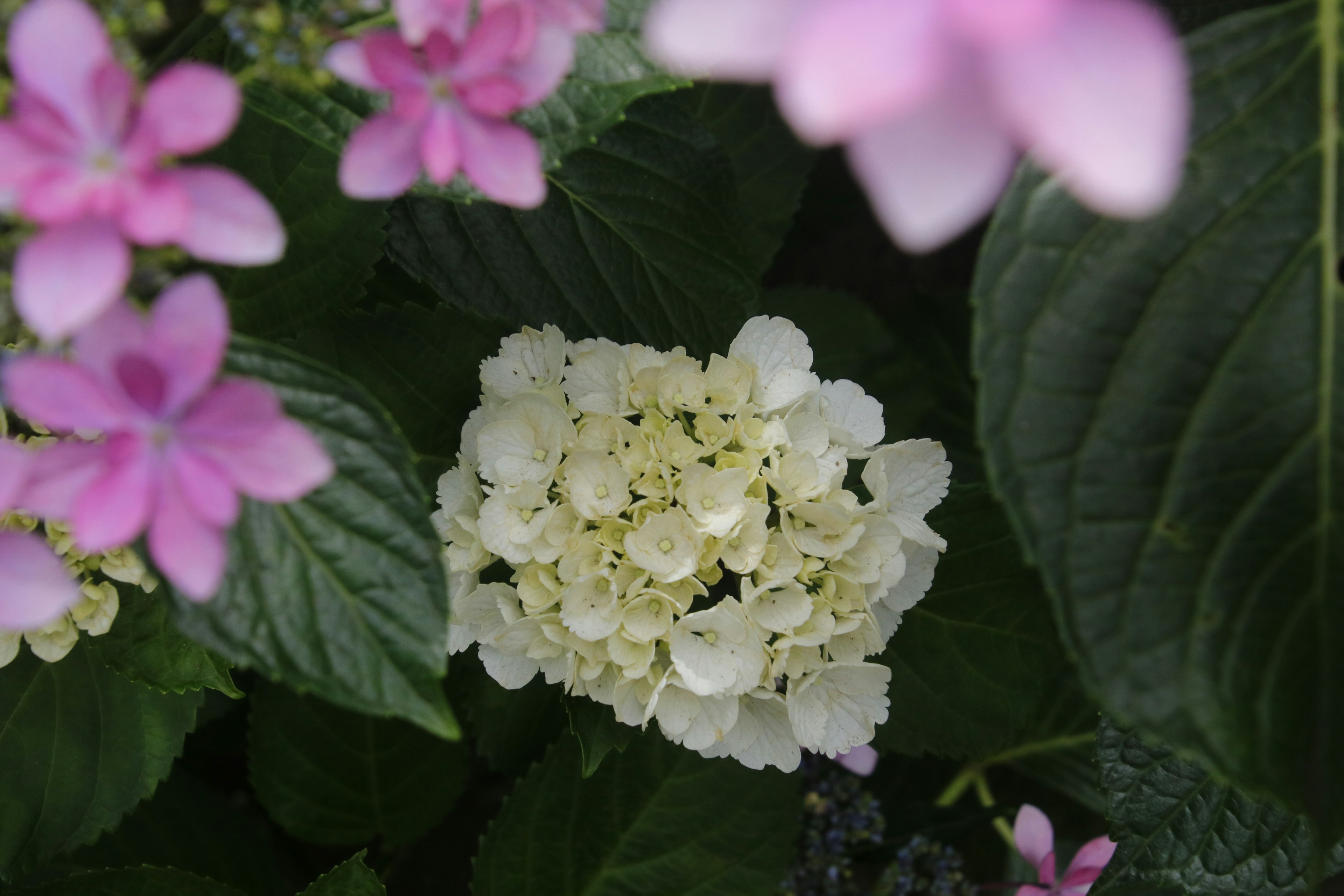 Image magnifique d'une hortensia blanche entourée de fleurs roses et de feuilles vertes