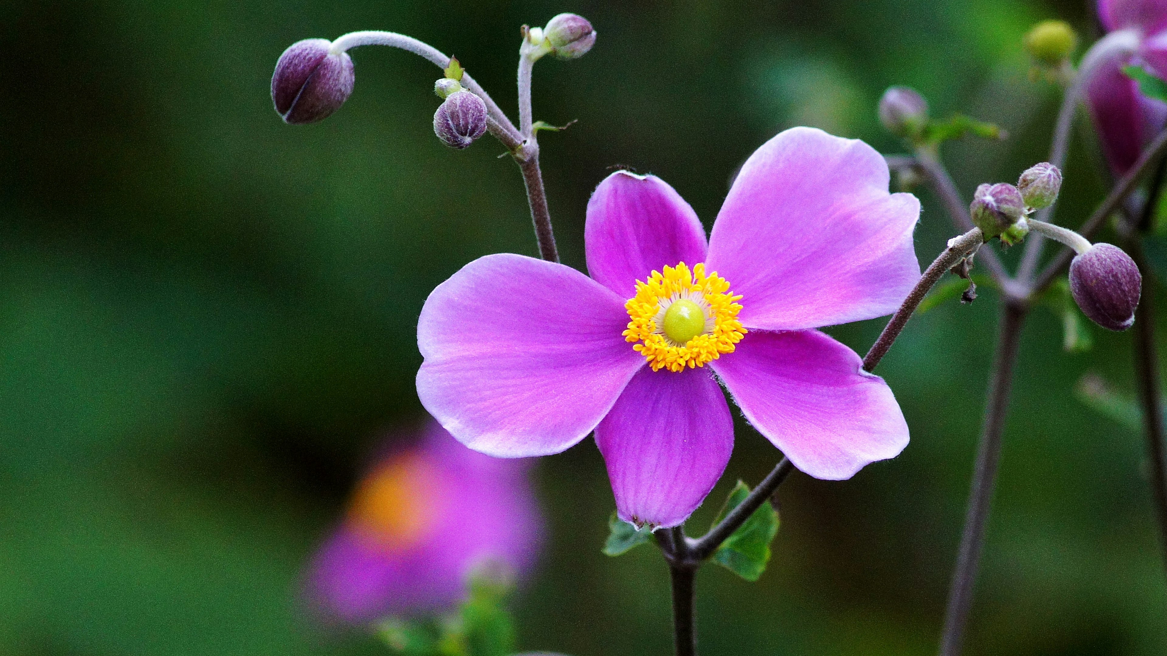 Flor rosa vibrante con centro amarillo y capullos de anémona