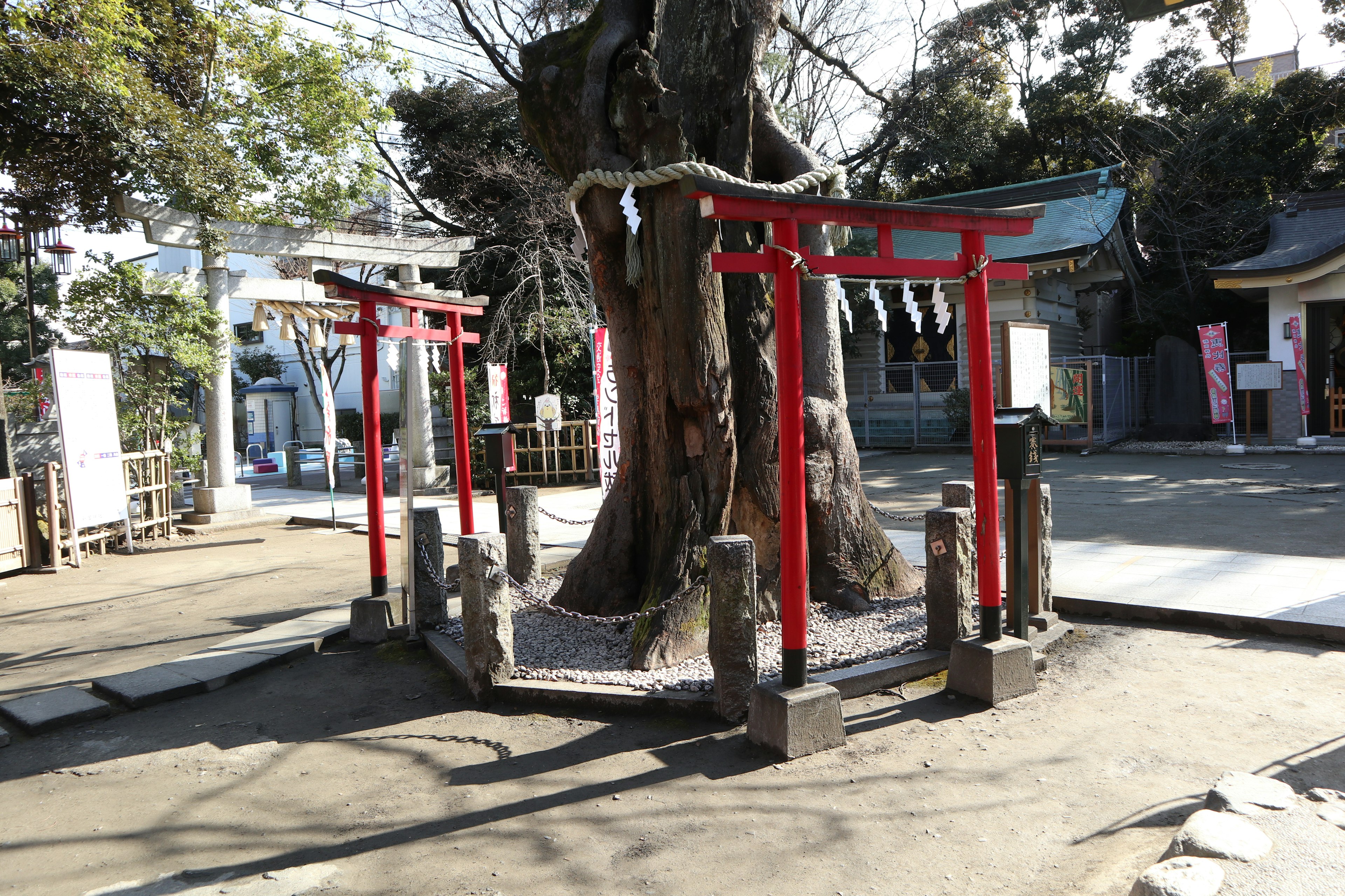 Vista panoramica di un grande albero circondato da torii rossi