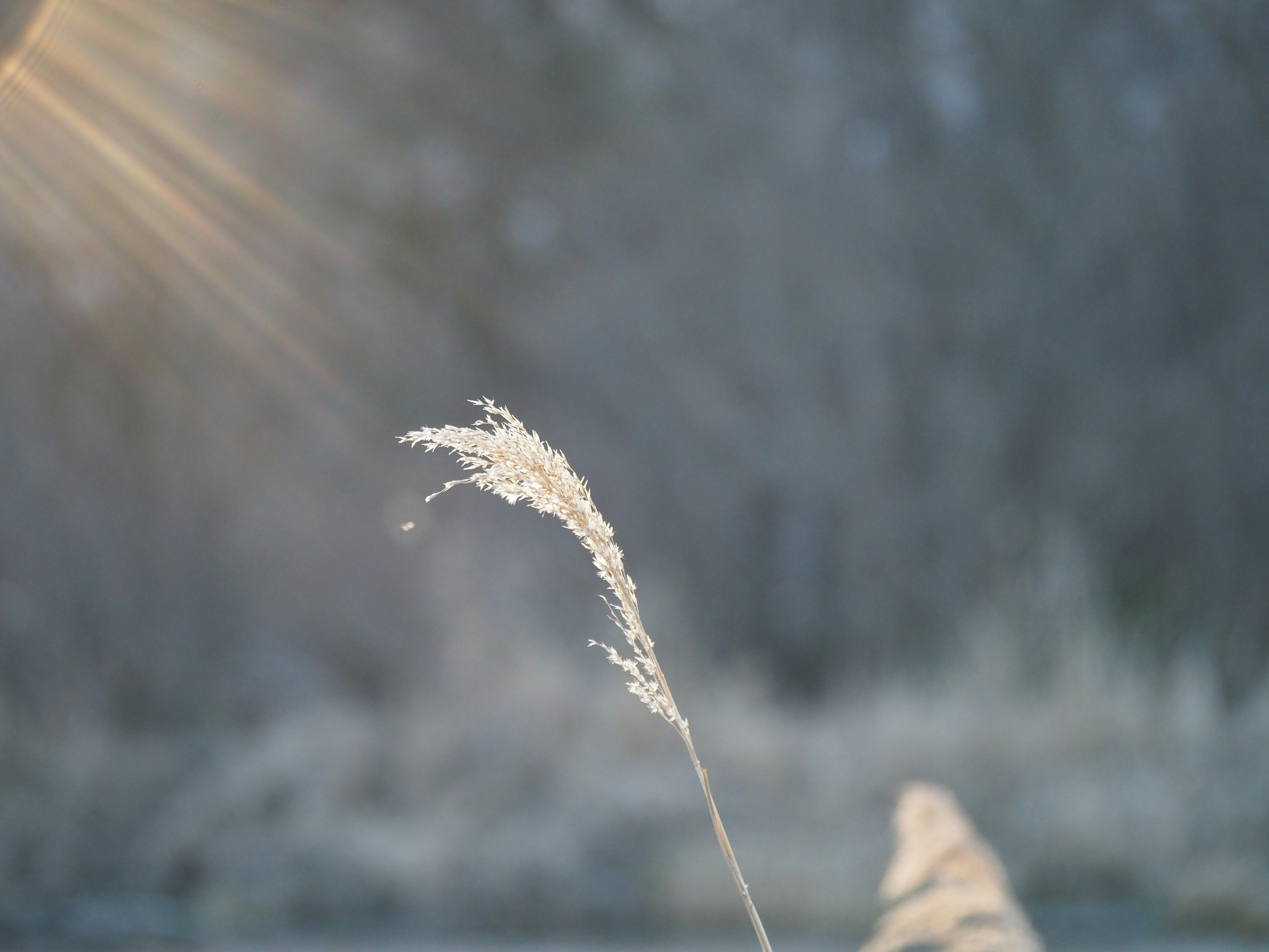 Frost-covered grass illuminated by morning sunlight