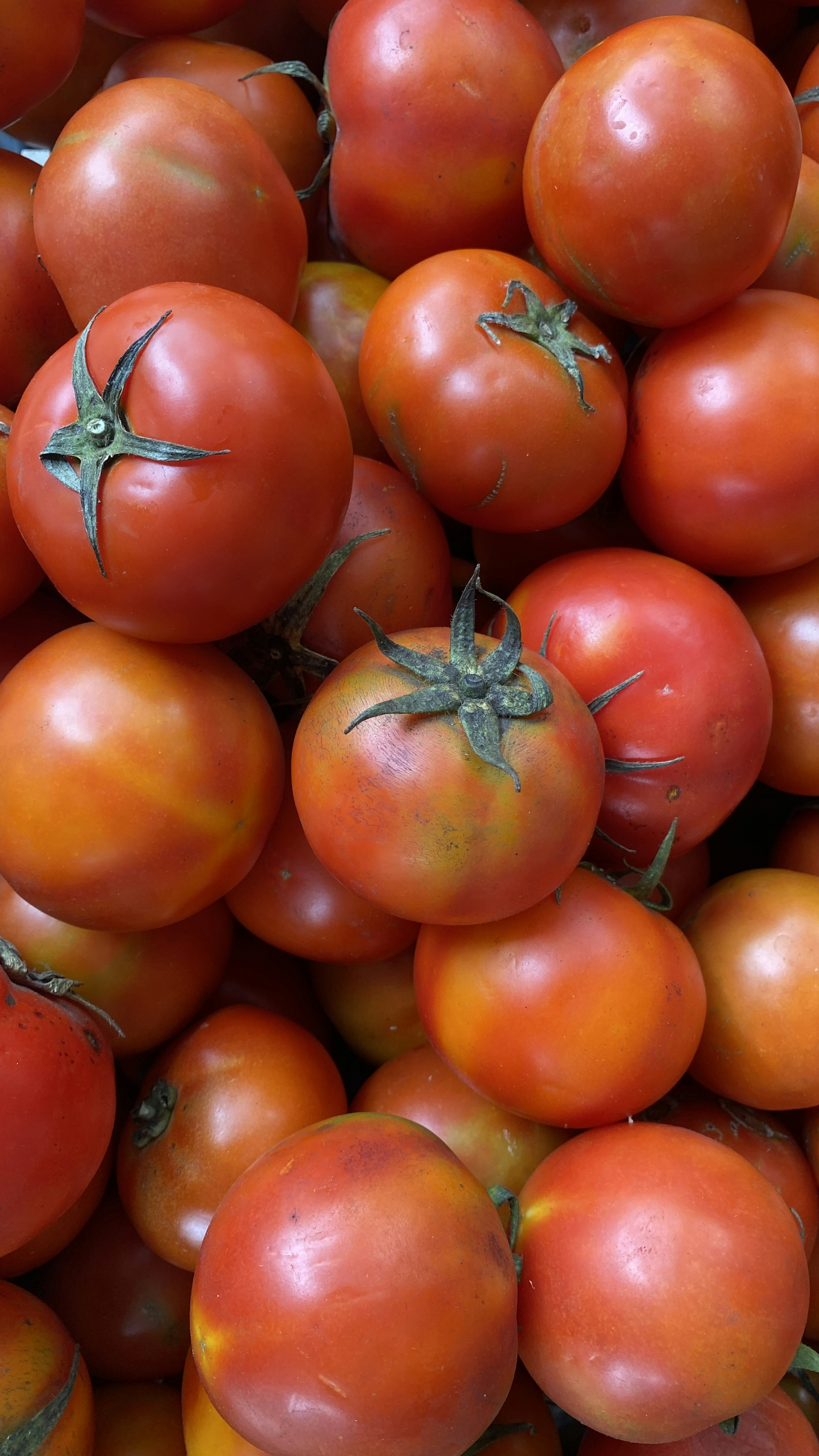 A pile of fresh ripe tomatoes with green stems