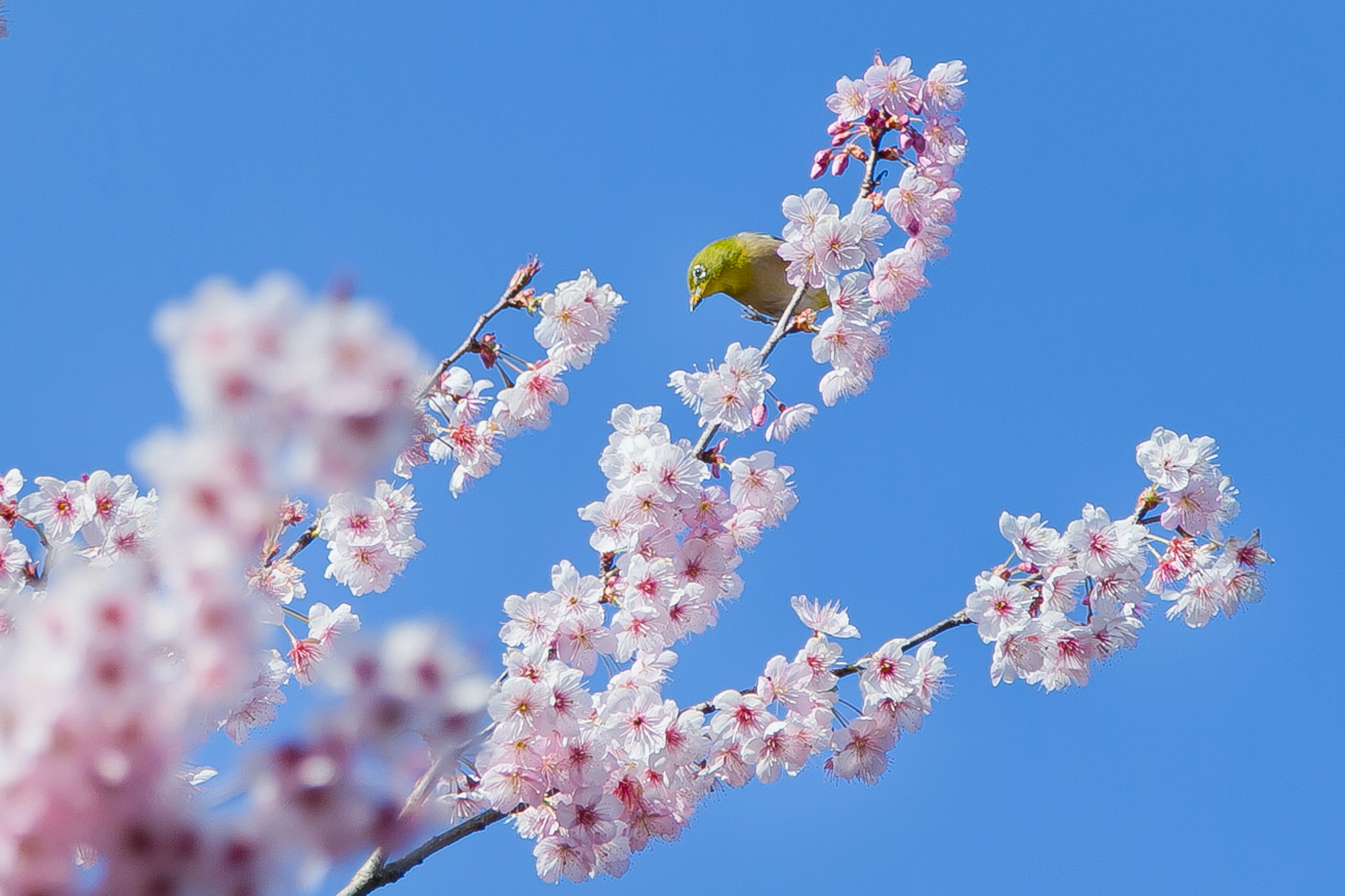 Cherry blossom branches with a small bird against a blue sky