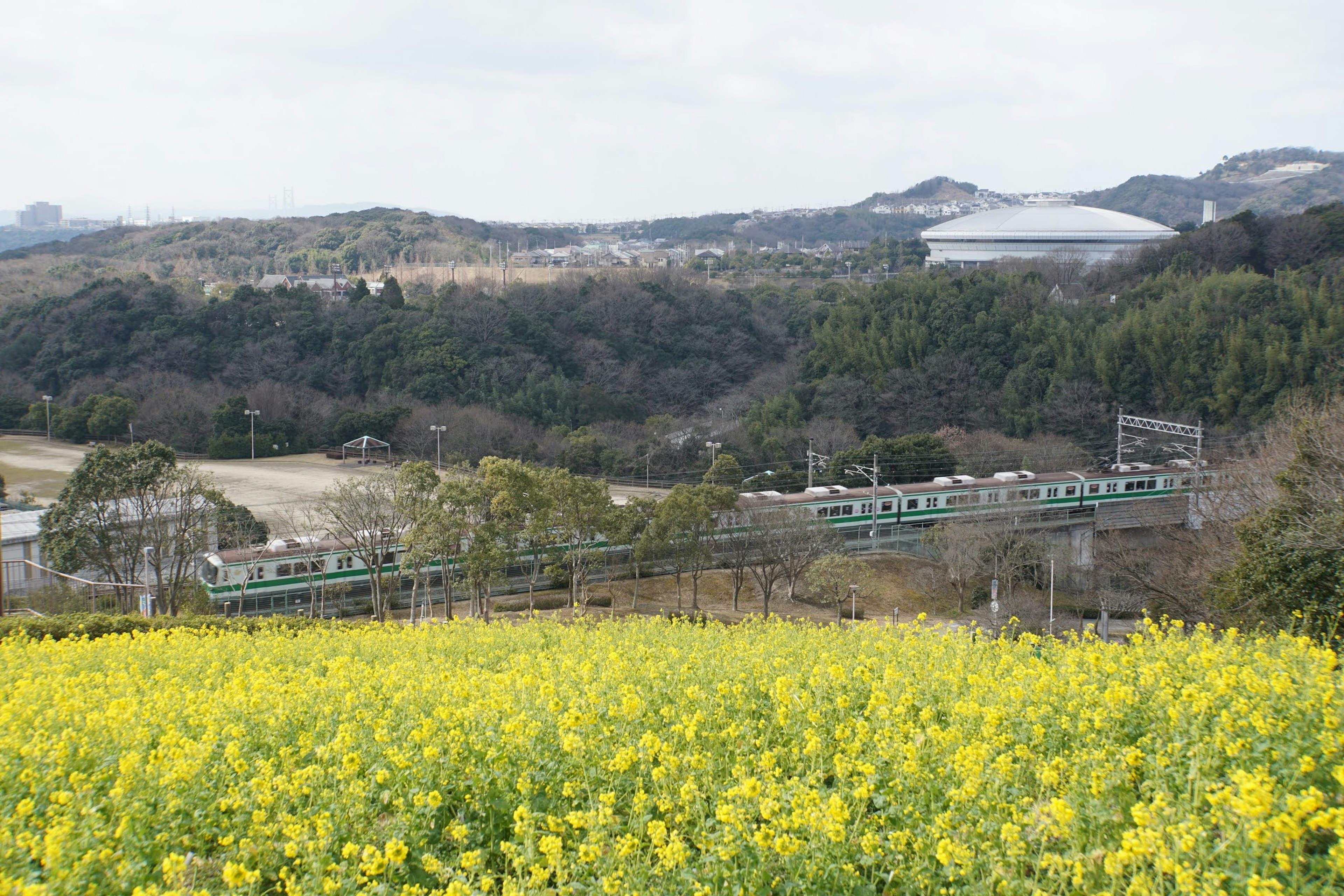 Yellow rapeseed flower field with train in the background