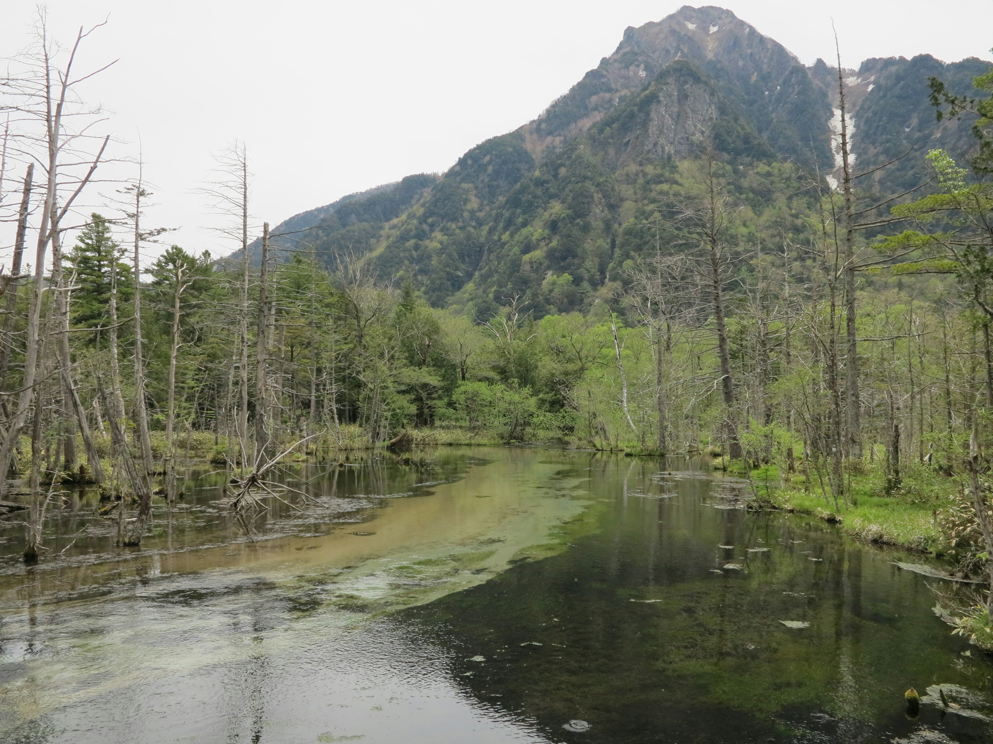 Bosque frondoso y superficie de agua tranquila en un paisaje natural