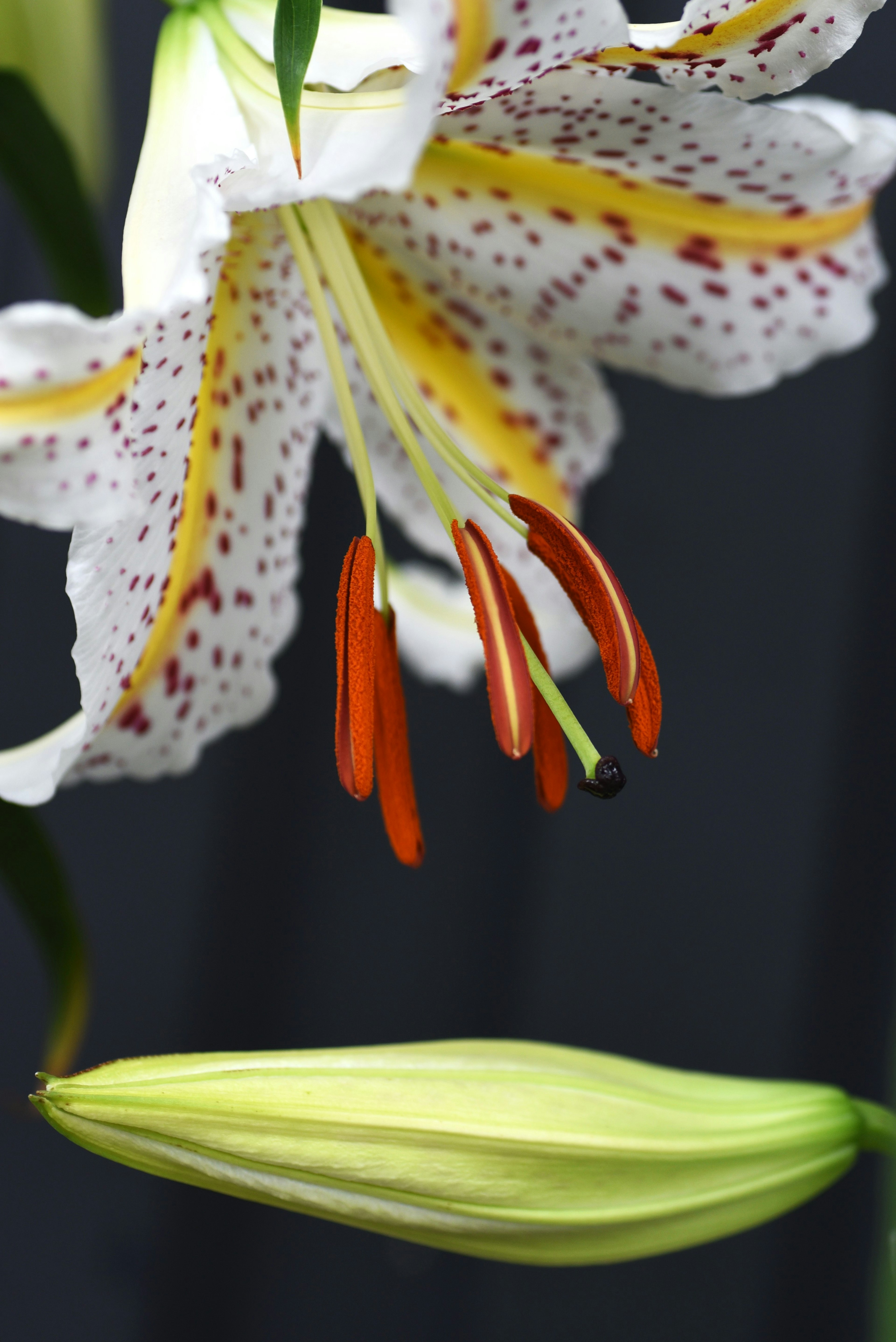 白いユリの花とつぼみが黒い背景に映える