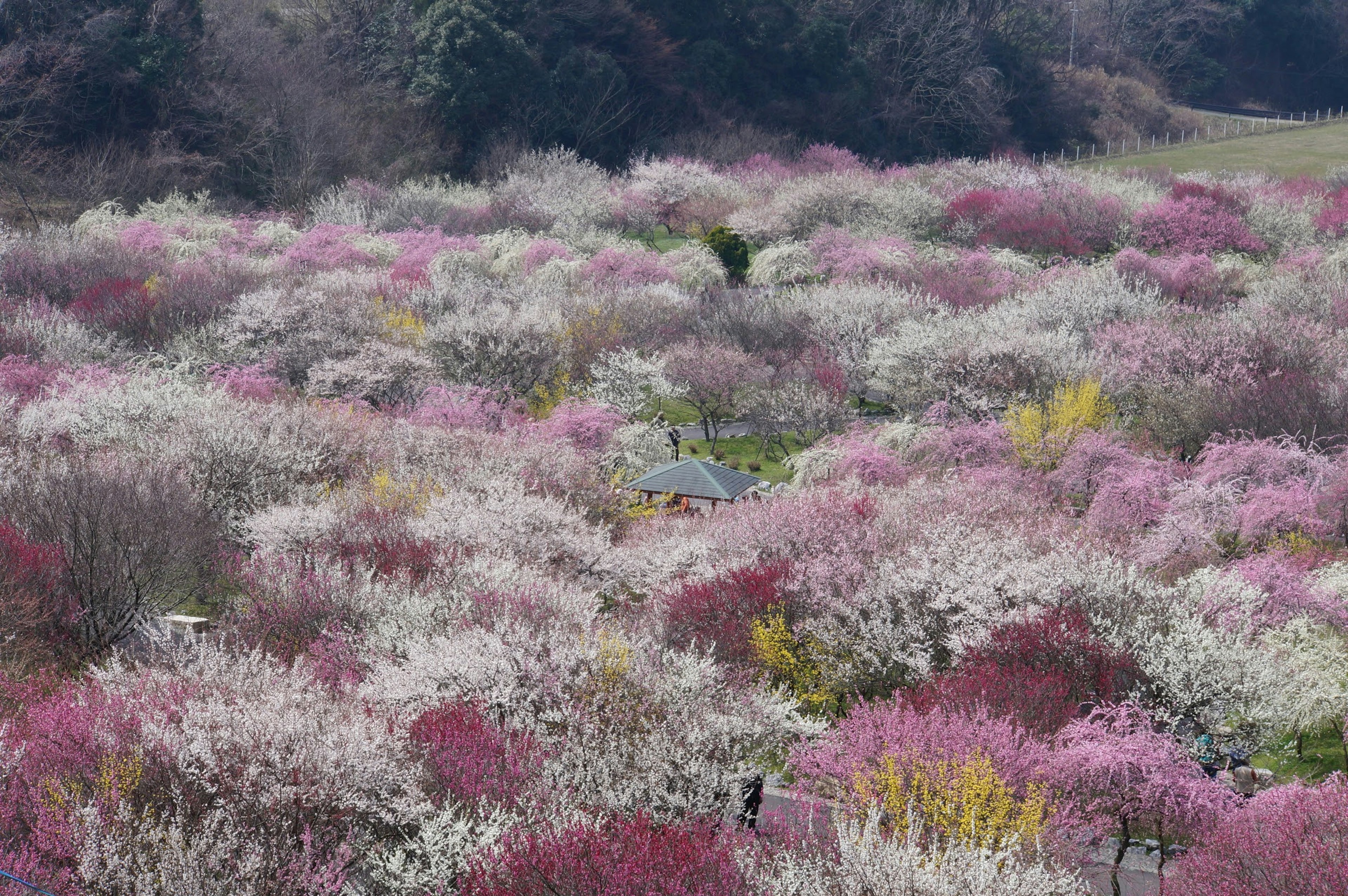 Eine weite Landschaft mit blühenden Blumen in verschiedenen Farben