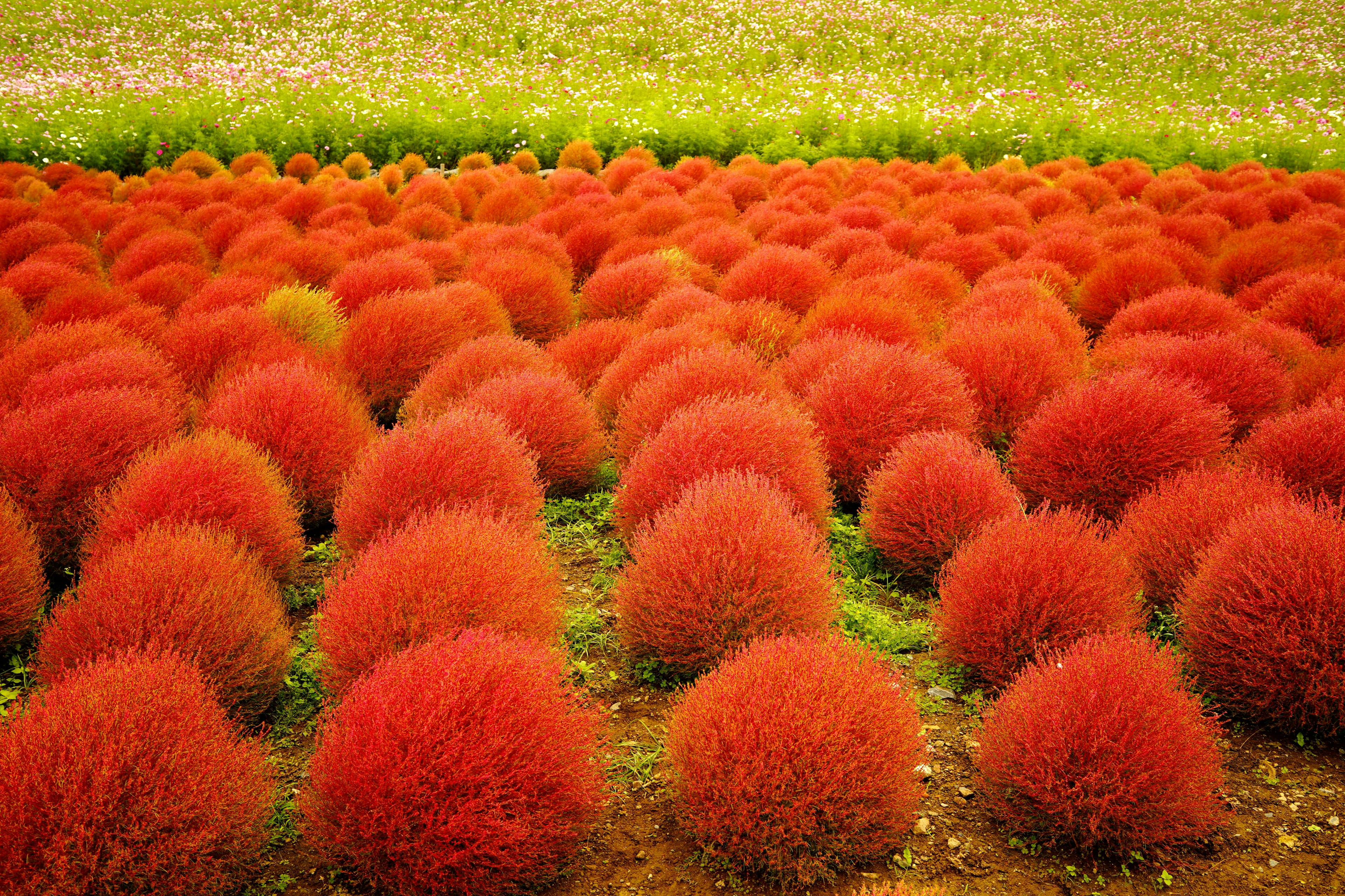 Field of vibrant red spherical plants