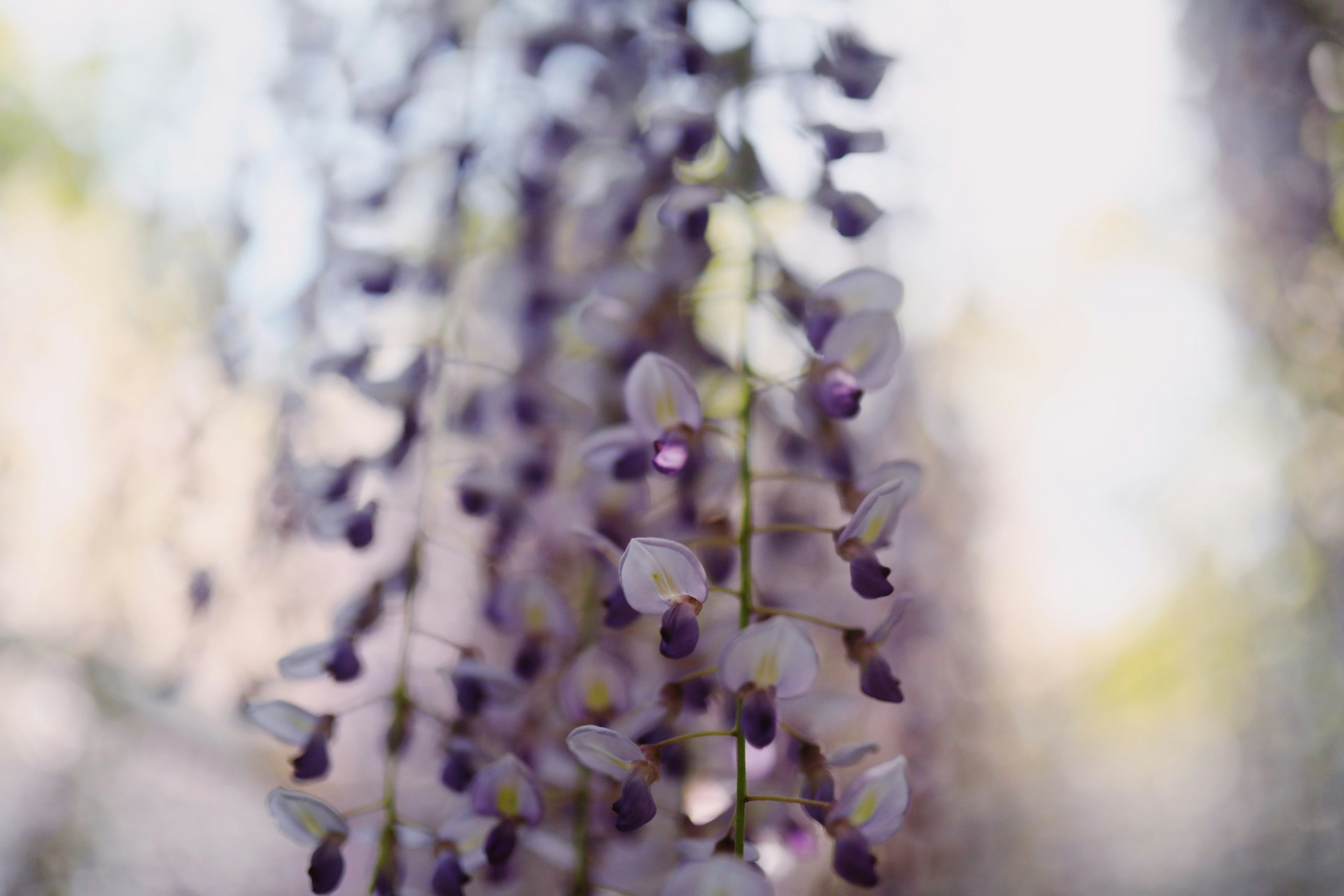 Immagine bellissima di fiori di glicine che pendono in tonalità di viola tenue