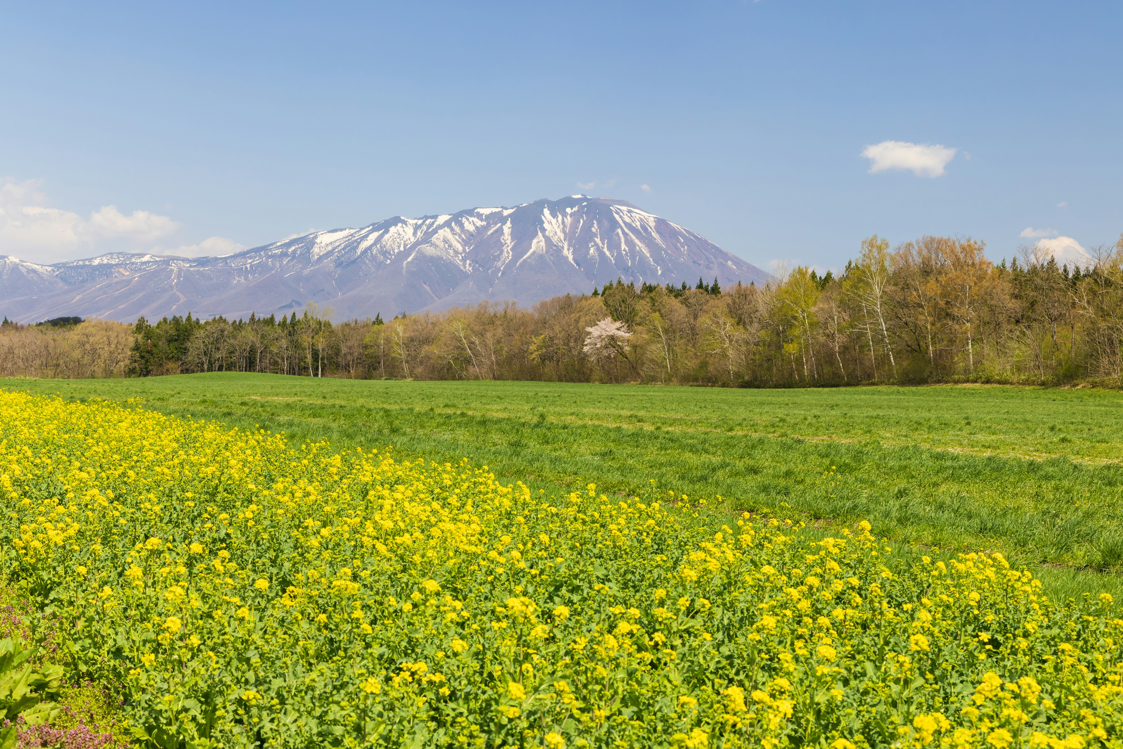 雪をかぶった山と黄色い花畑の風景