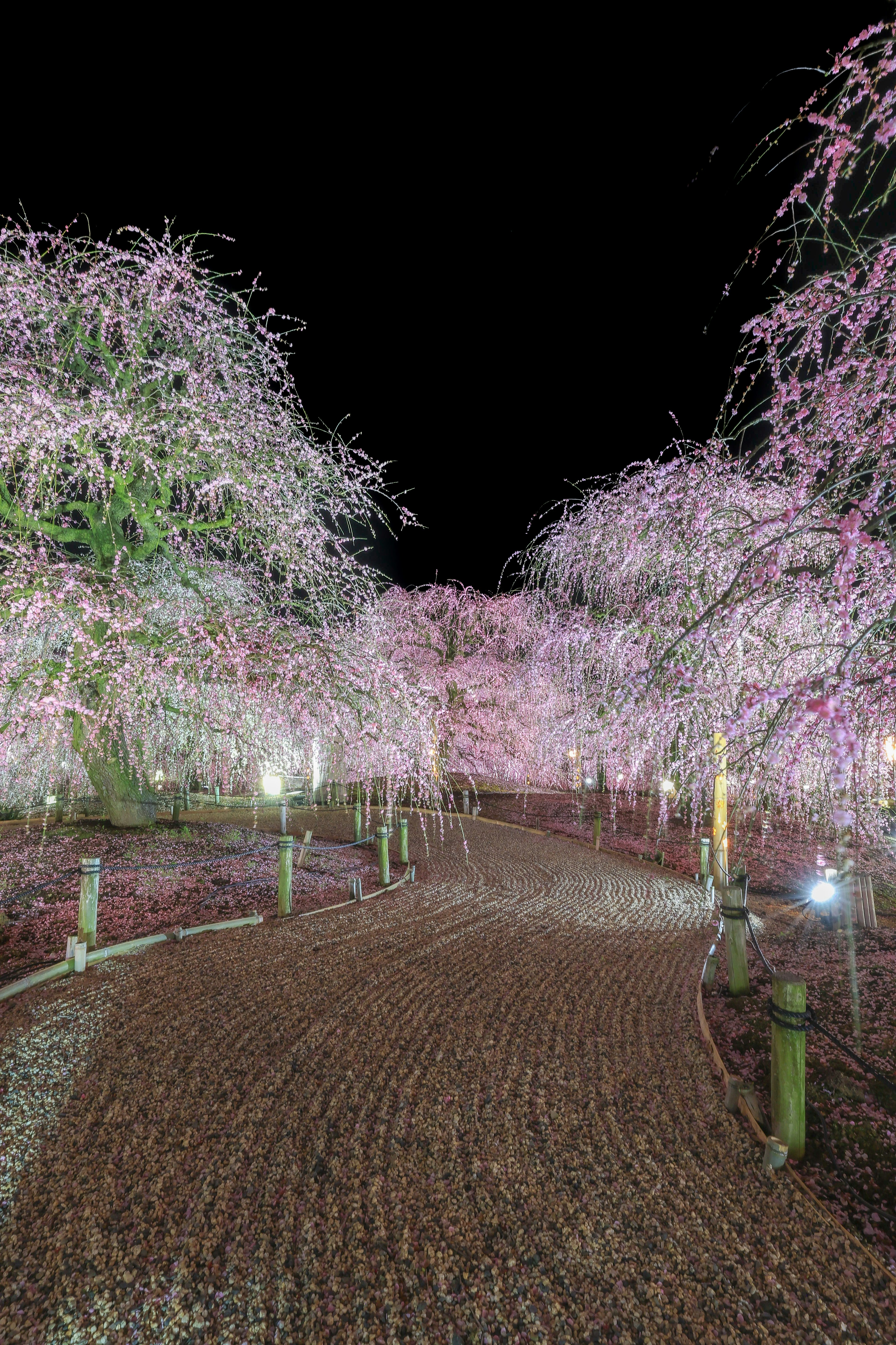 夜の桜のトンネルに照らされた道