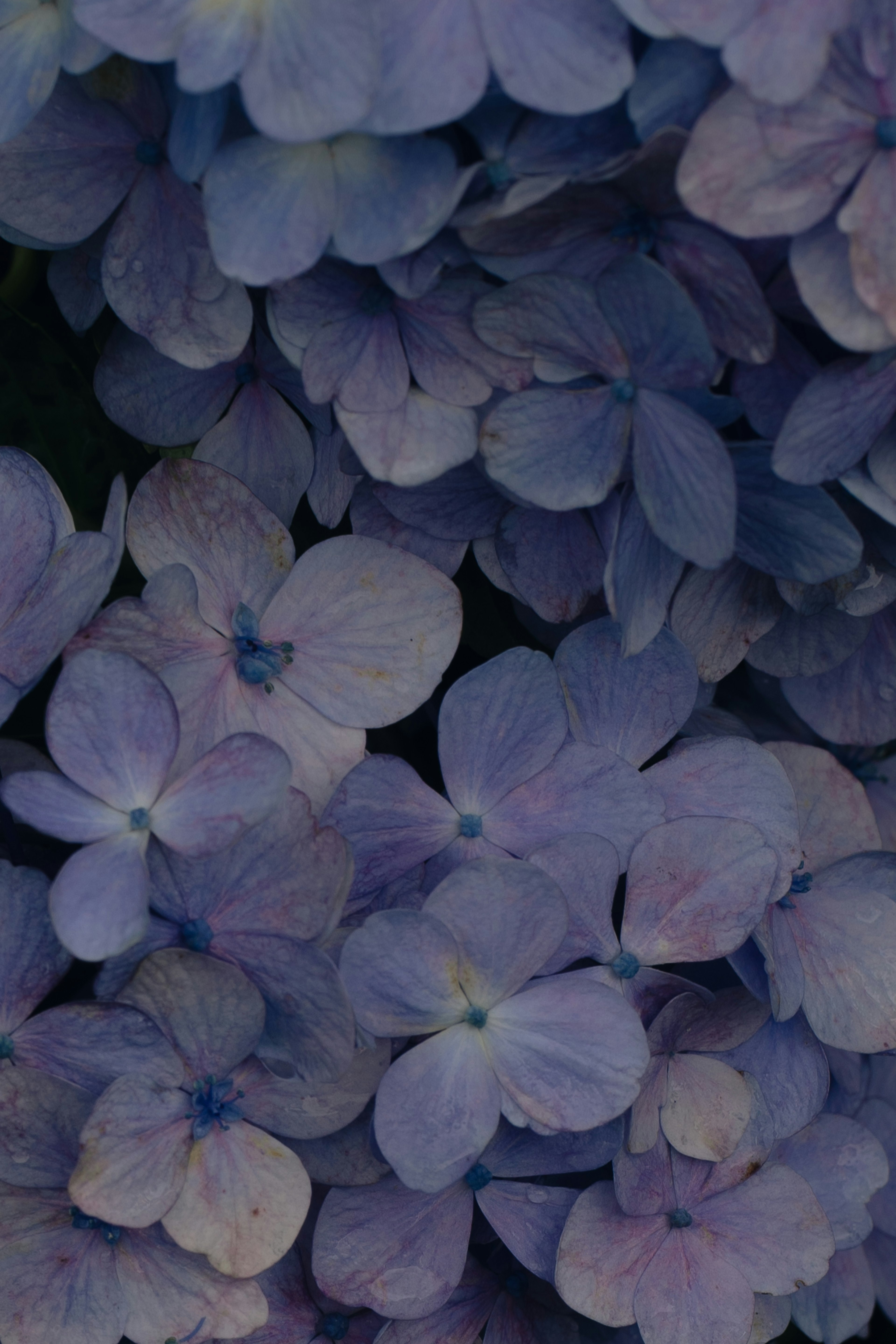 Groupe de fleurs bleu-violet en pleine floraison