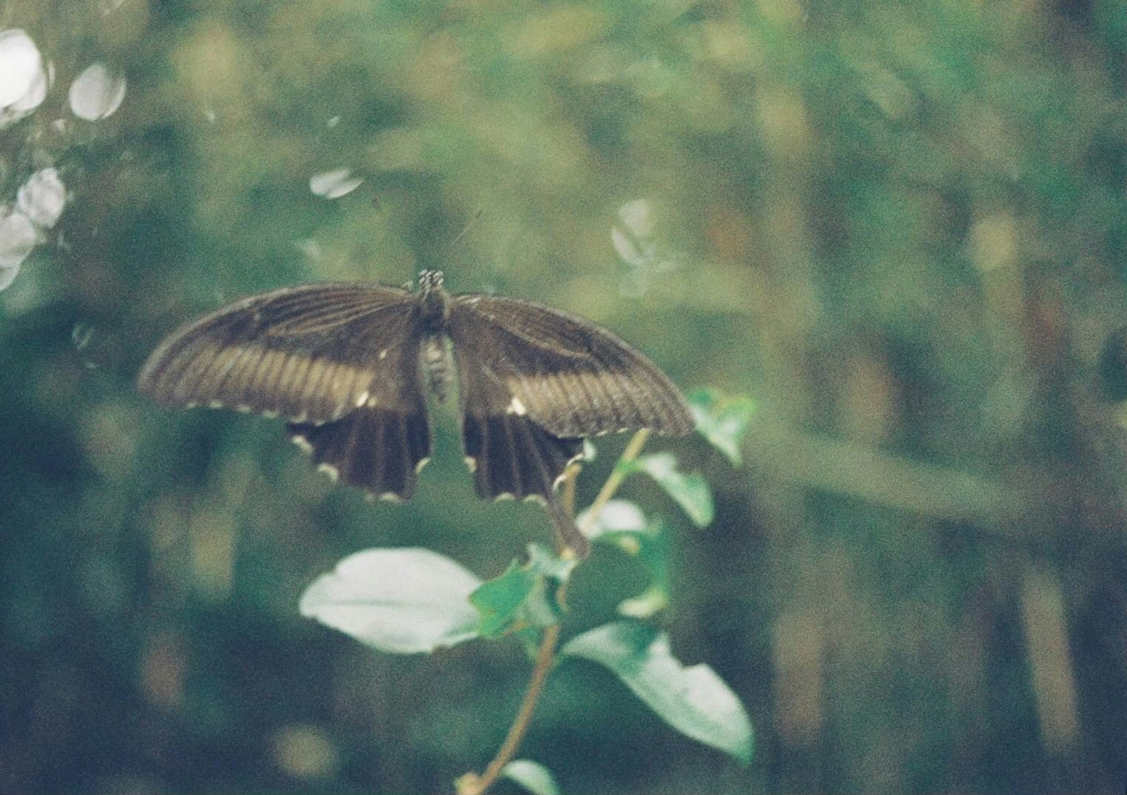 Alas de mariposa negra sobre fondo verde