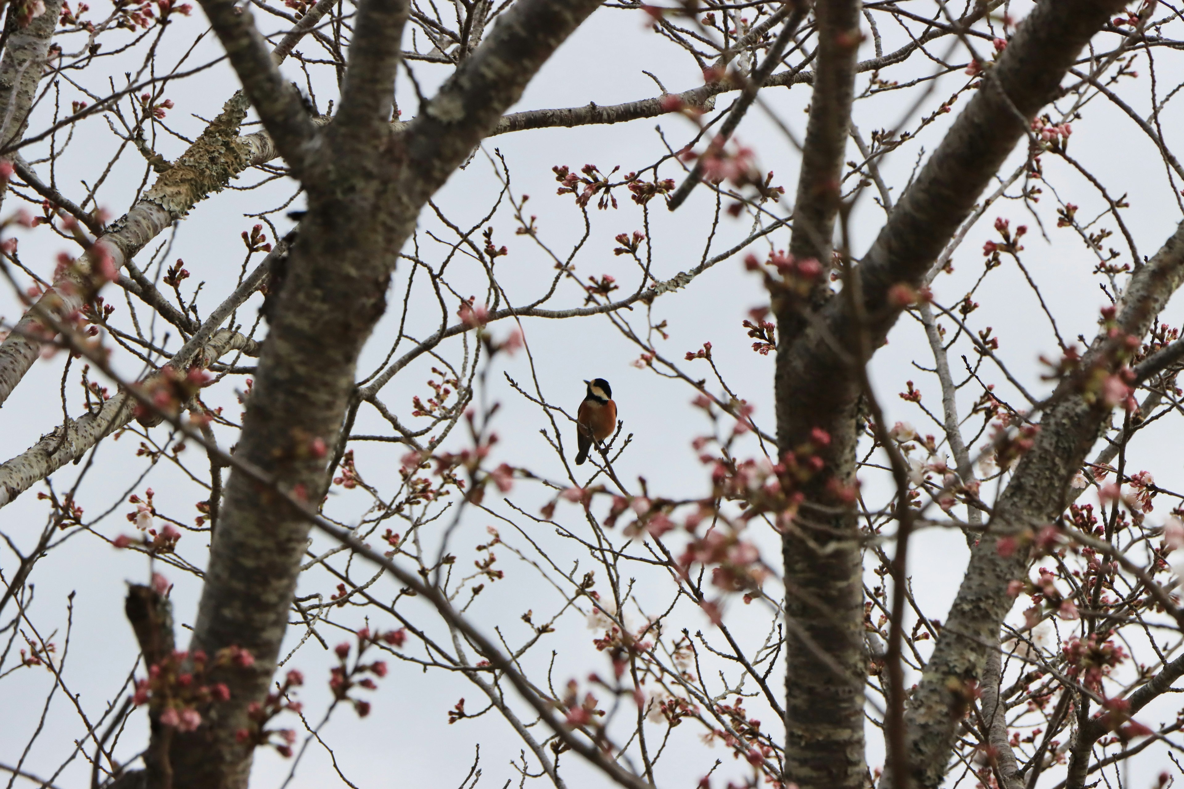 Seekor burung kecil bertengger di cabang pohon sakura yang berbunga