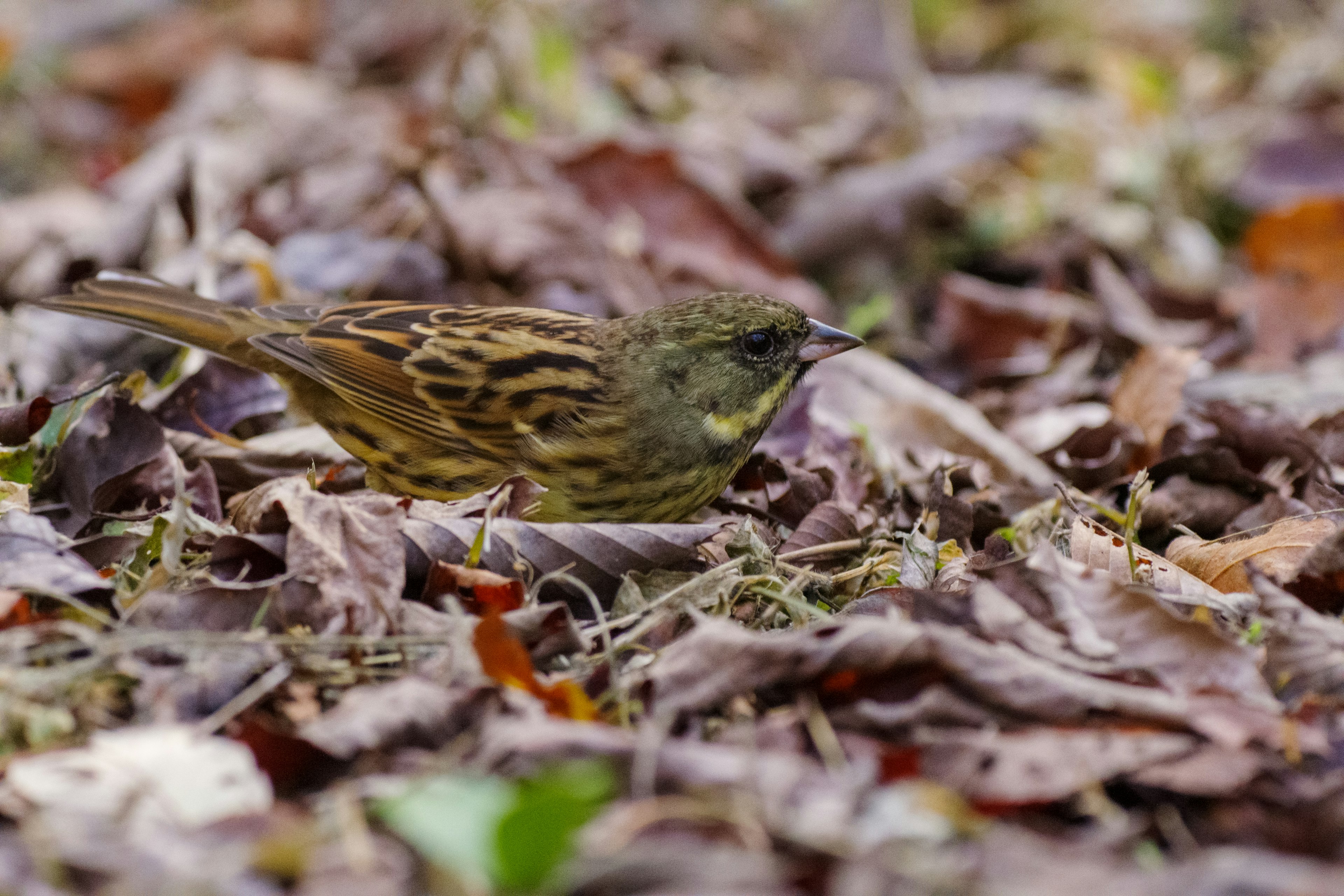 A small bird among fallen leaves on the ground