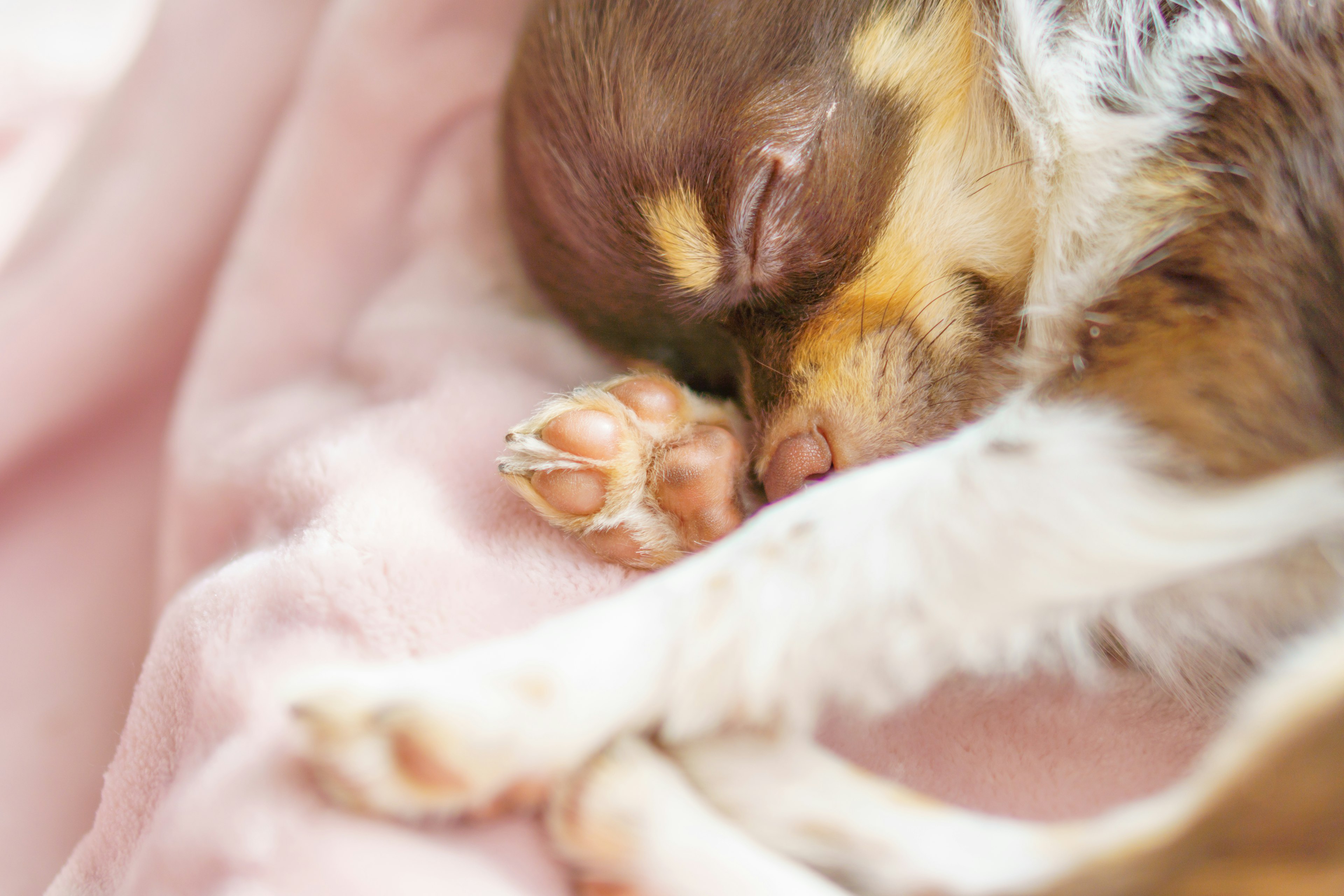 Un petit chien brun dormant avec un pelage duveteux et des pattes mignonnes