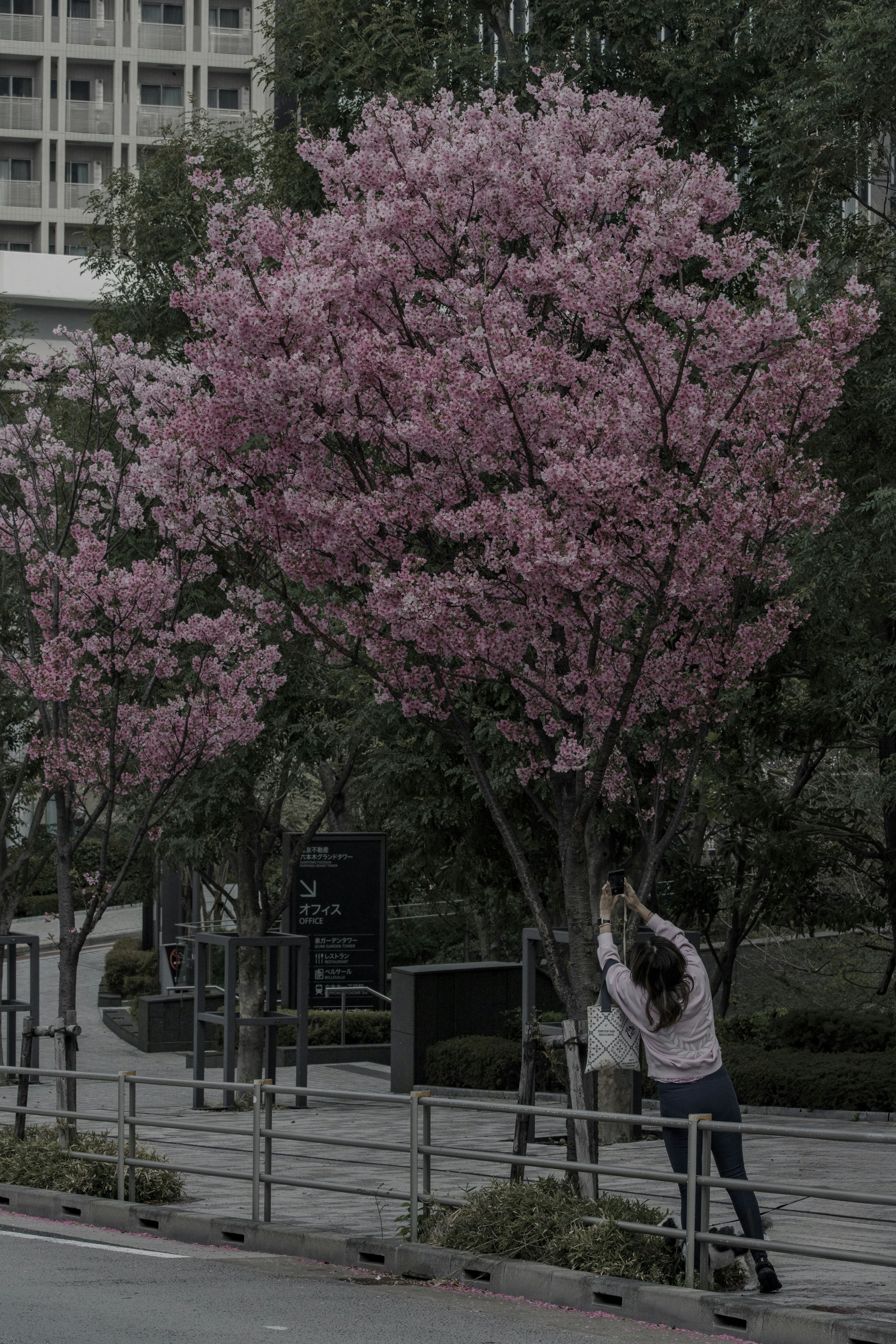 A woman posing in front of a cherry blossom tree with vibrant pink flowers