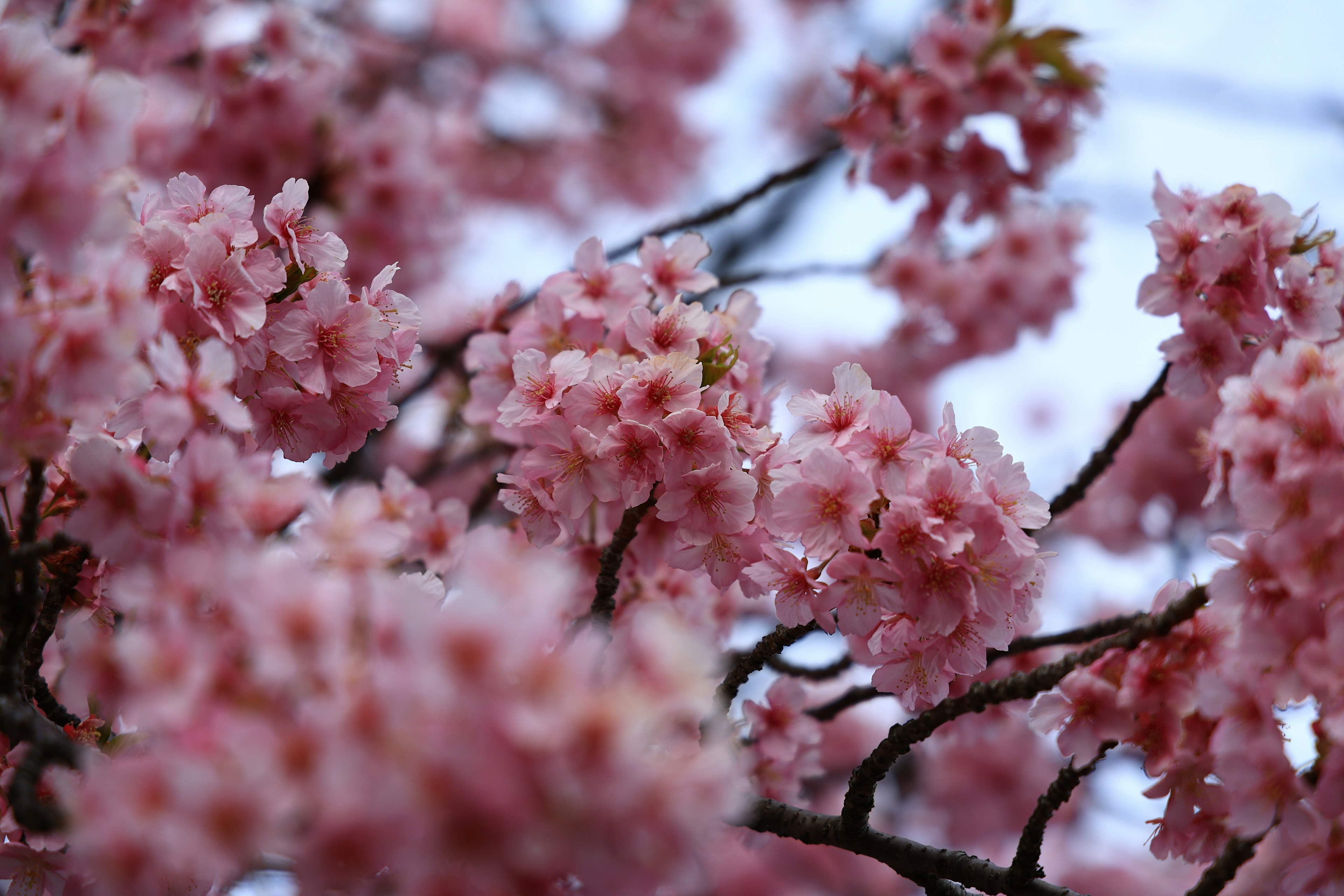 Kedekatan bunga sakura yang mekar di dahan