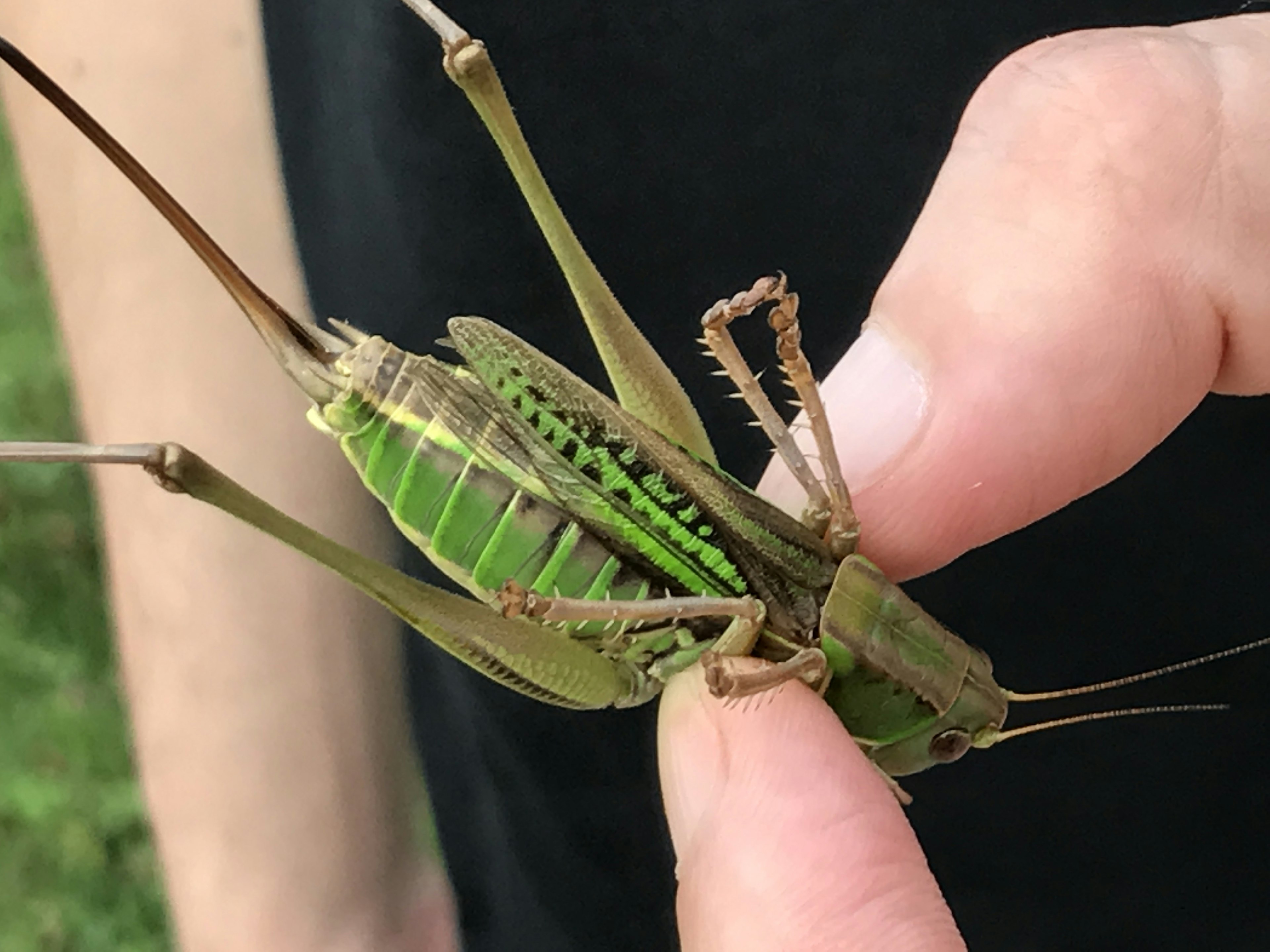 A green grasshopper being held by a hand