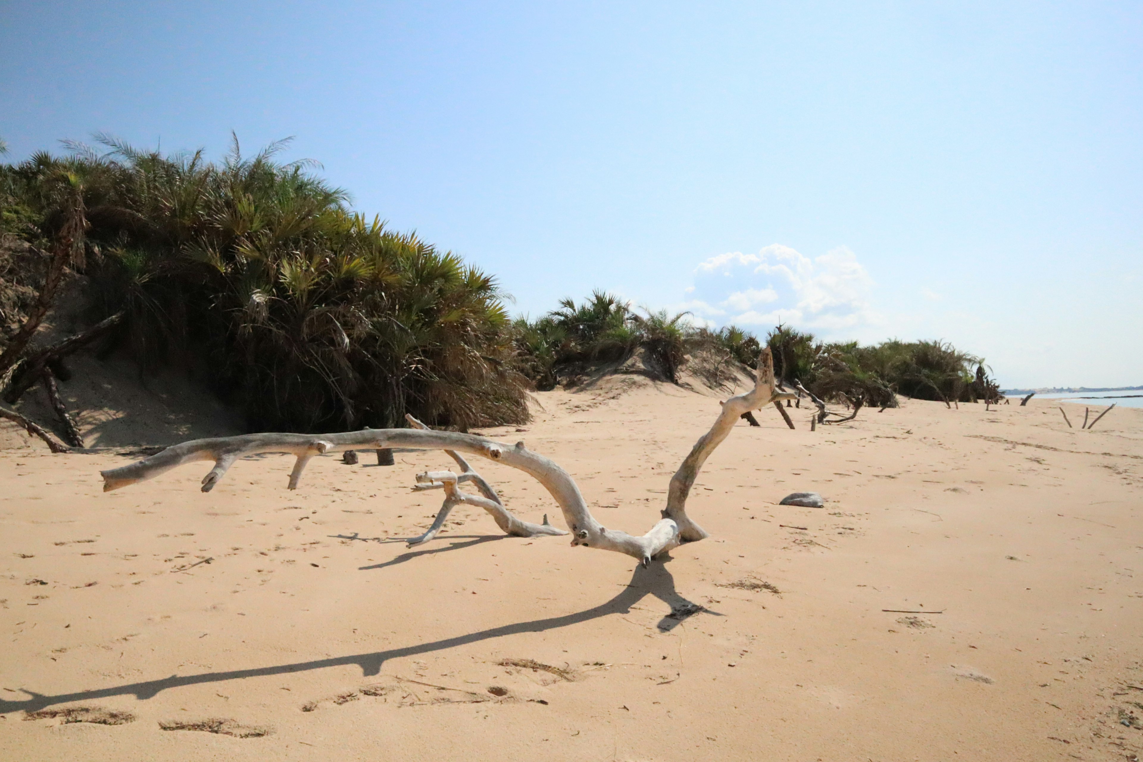 Scena di spiaggia con legno fluttuante e vegetazione verde