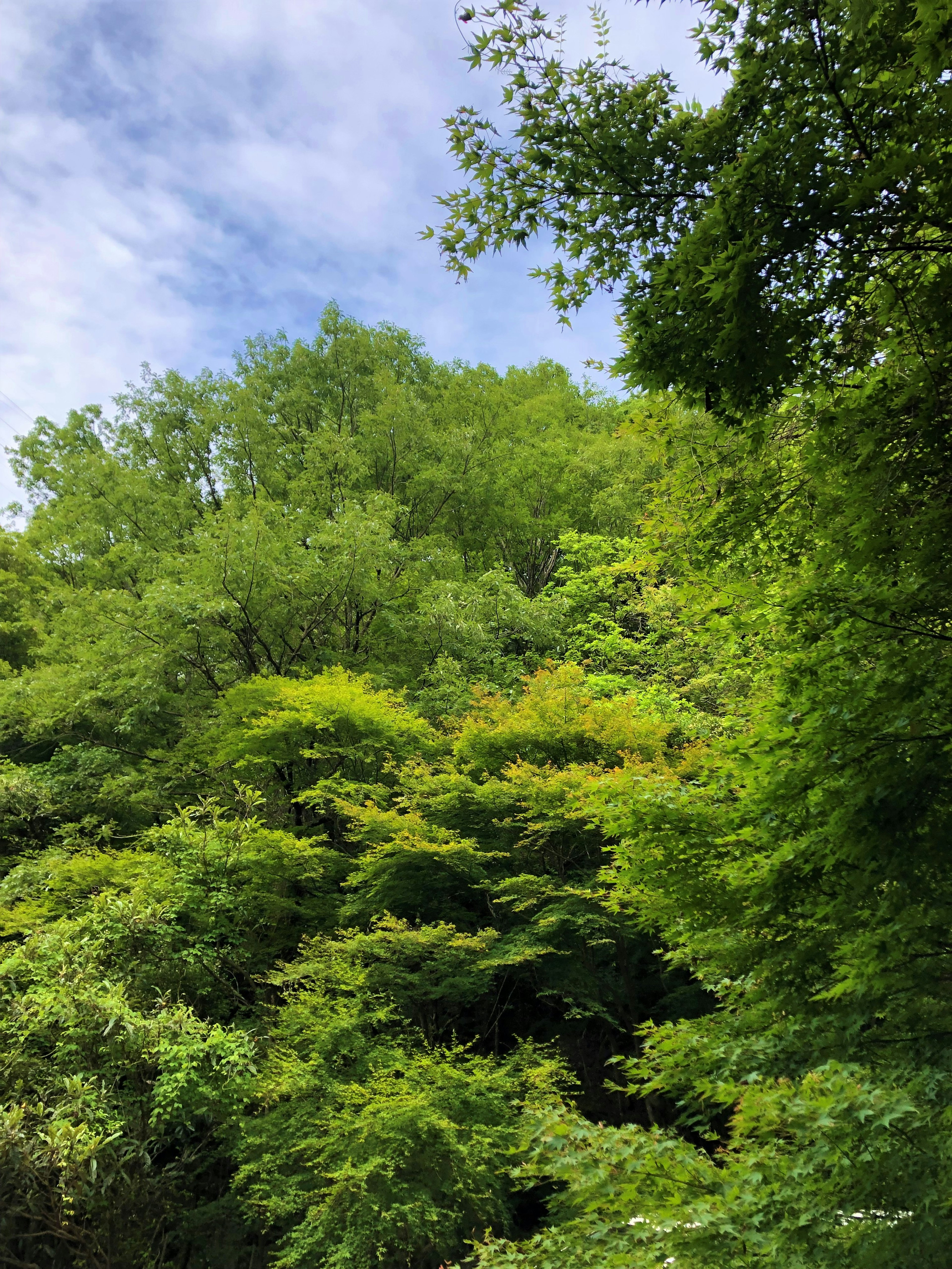 Lush green trees under a blue sky