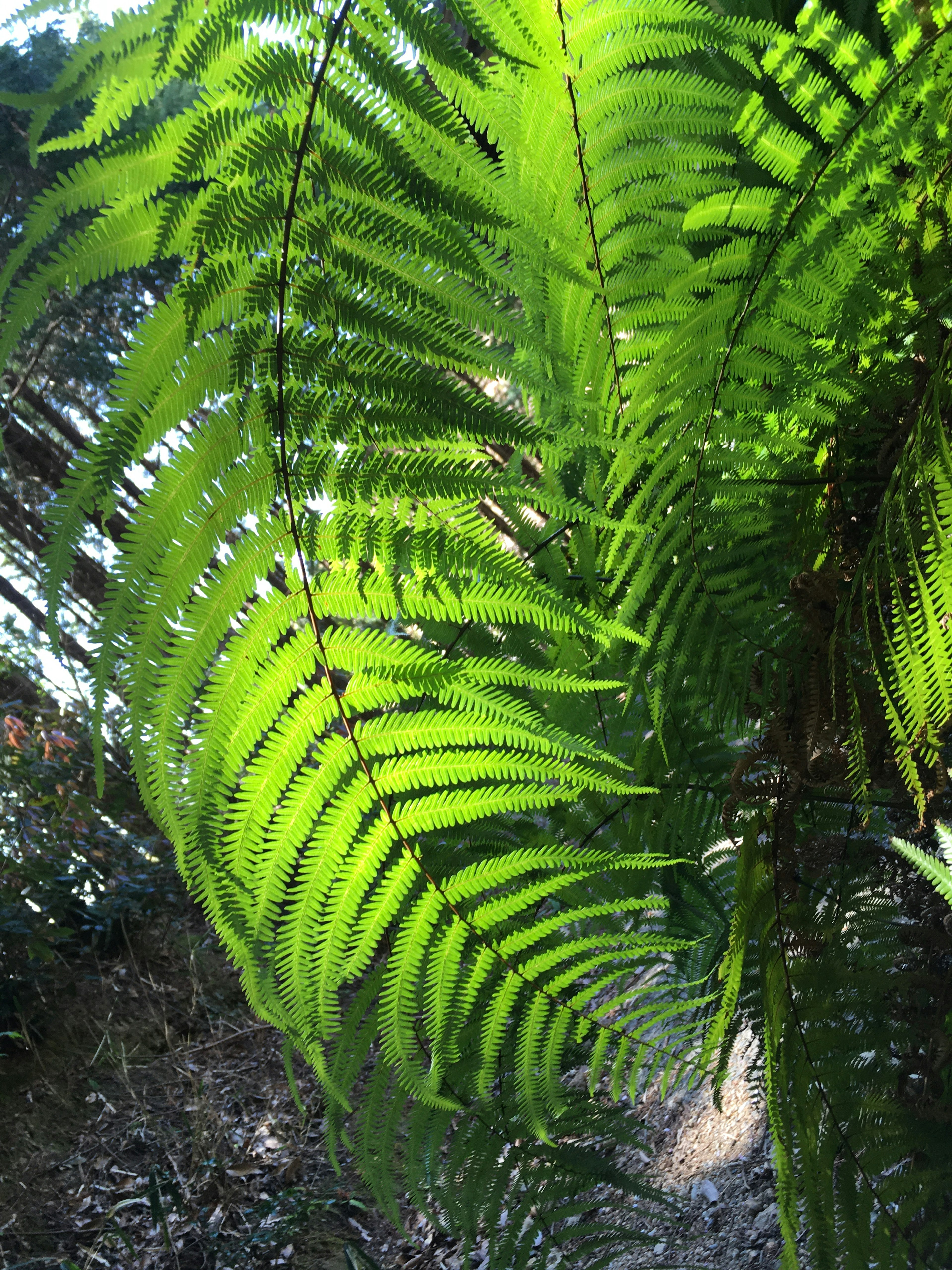 Hojas de helecho verdes iluminadas por la luz solar