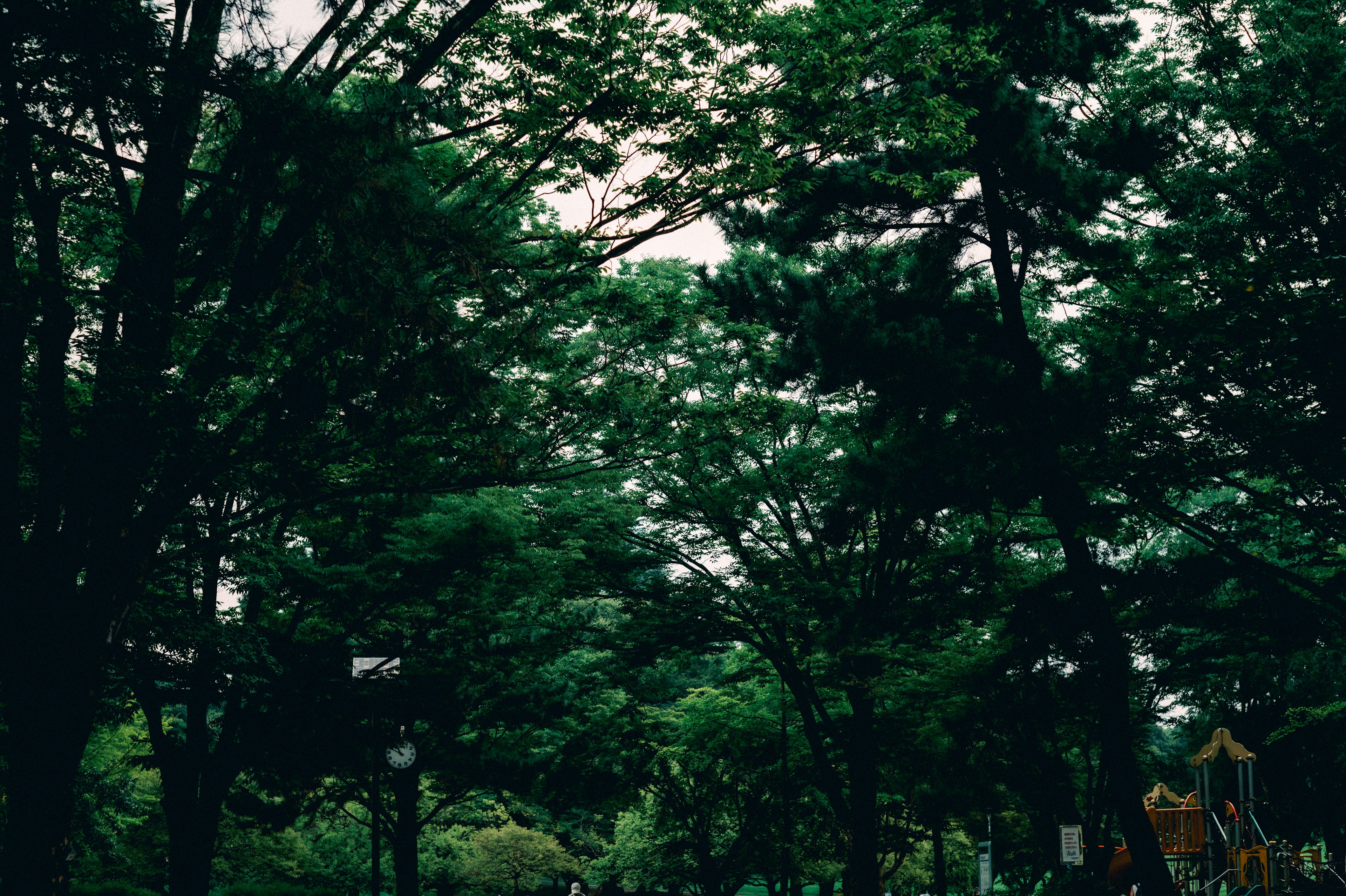 Escena de parque frondoso con árboles altos y un área de juegos