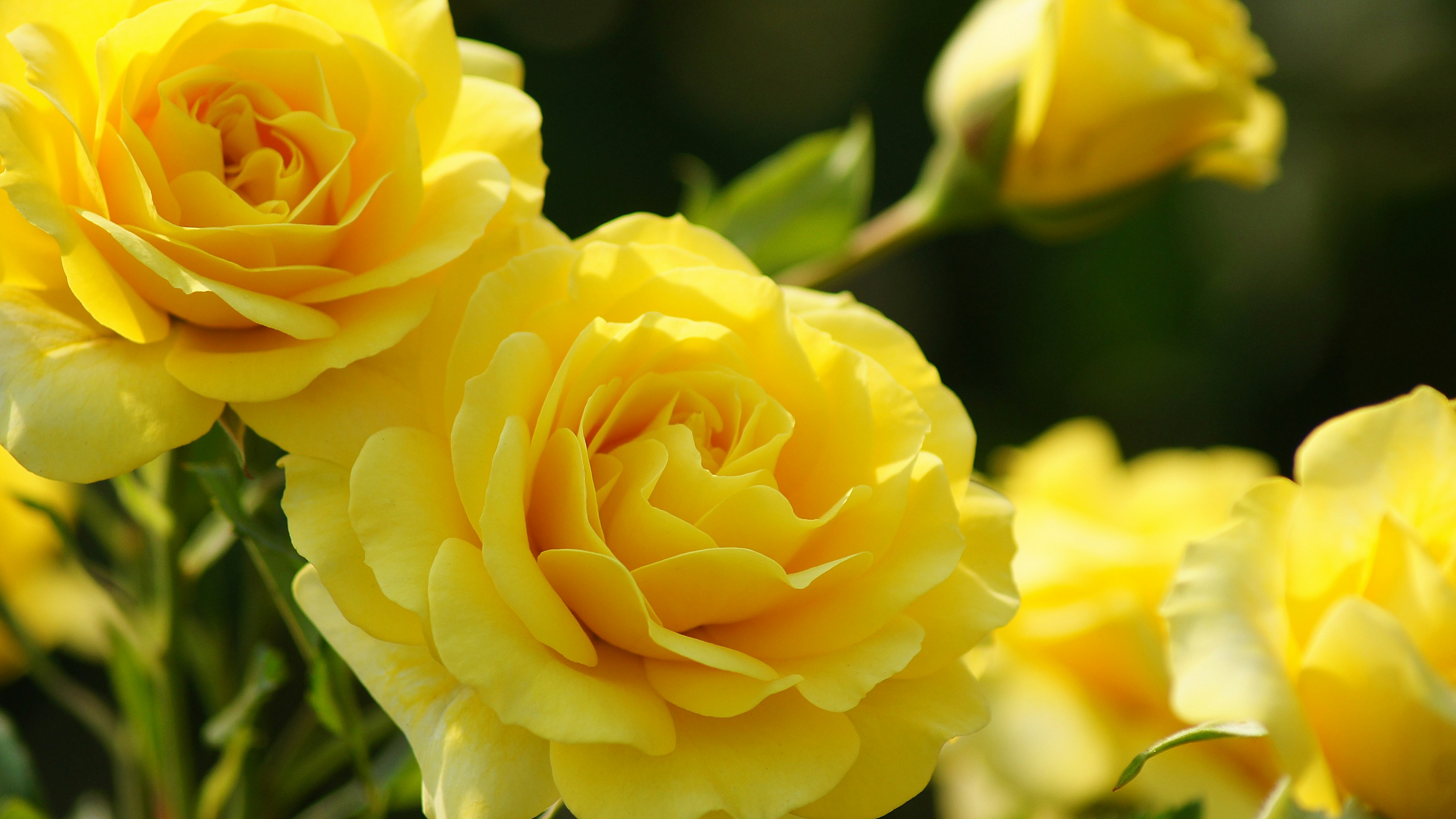 Une belle image de roses jaunes en fleurs