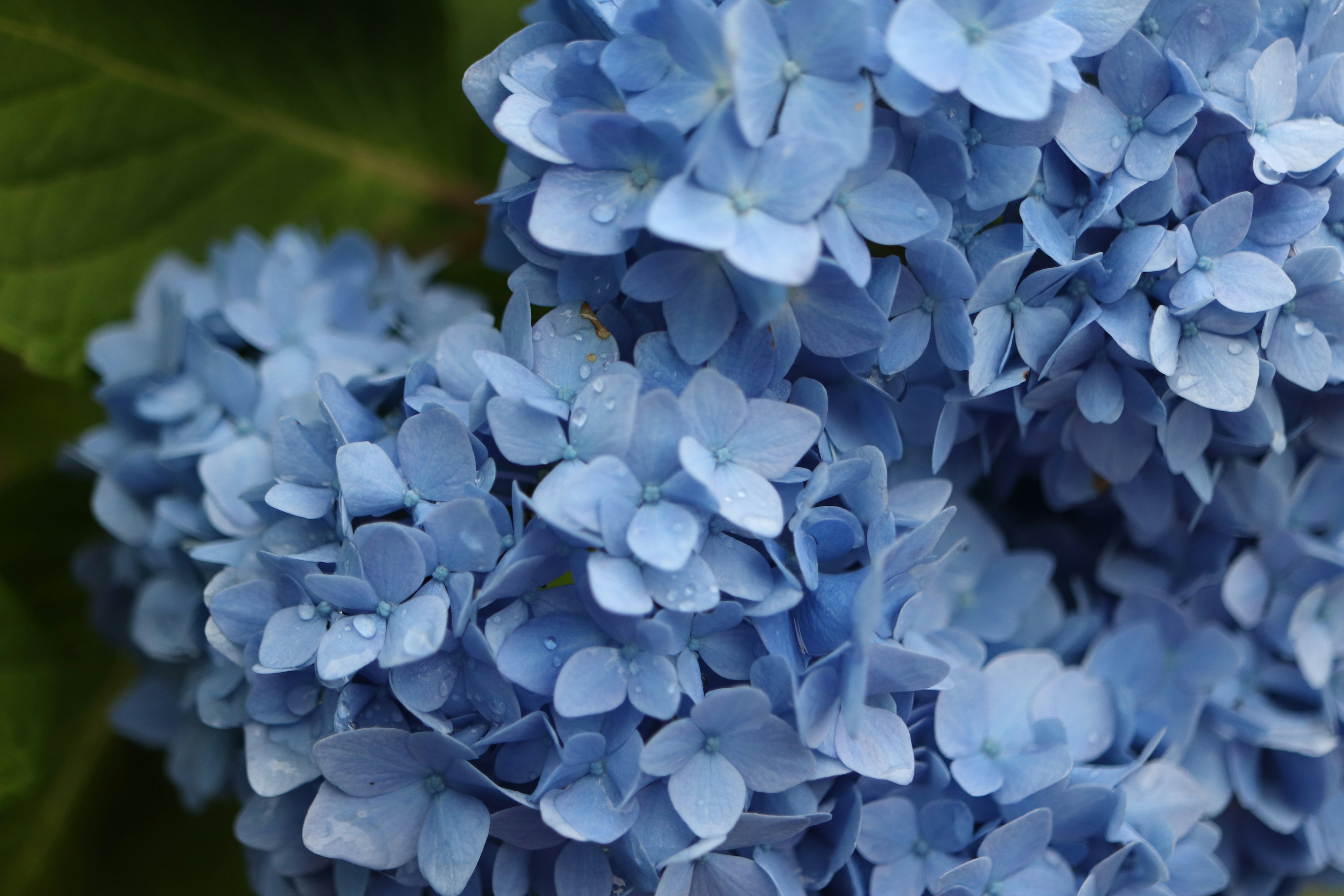 青い紫陽花の花のクローズアップ 水滴がついている