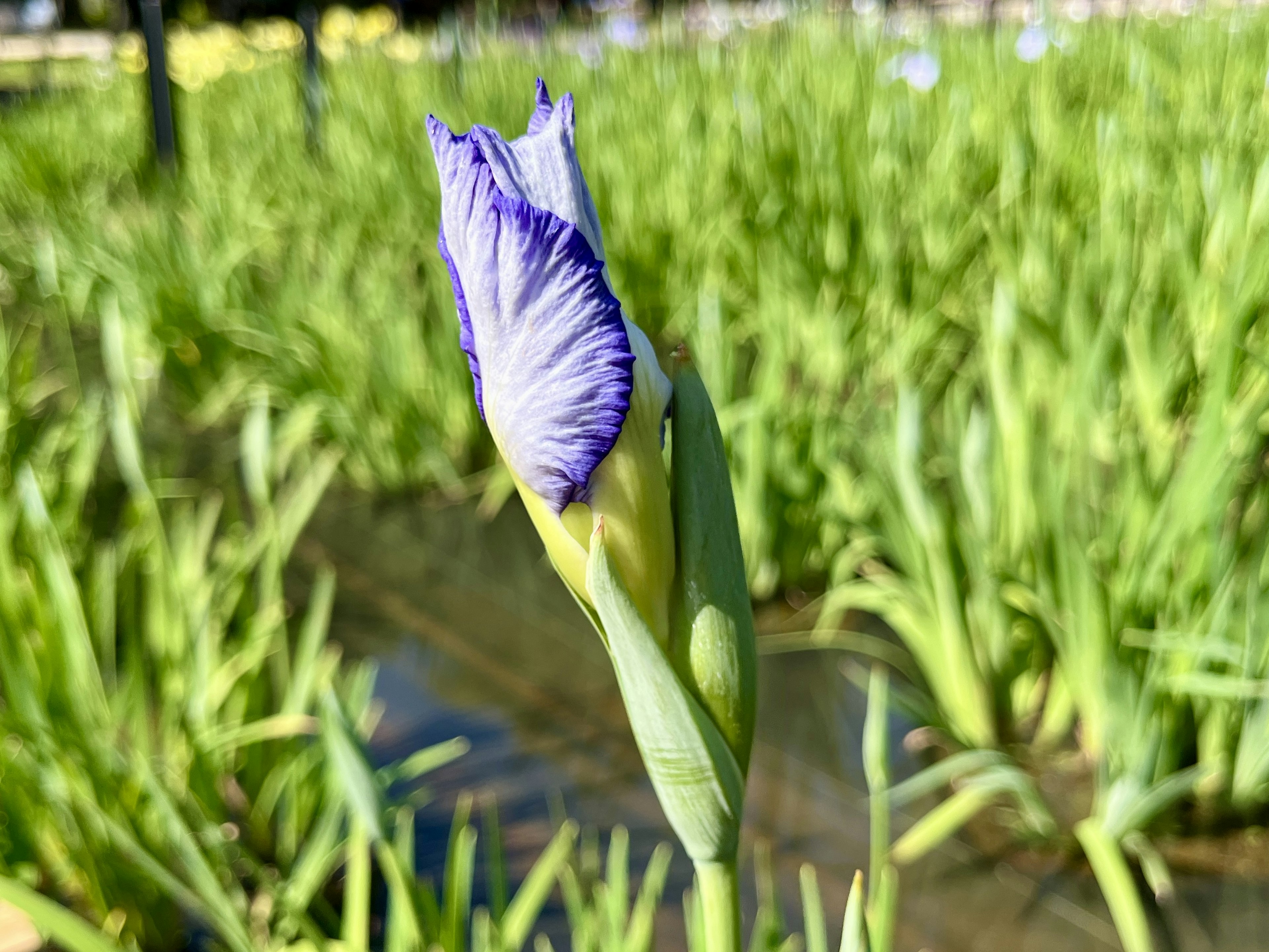 青紫色の花が咲く直前の花芽が水辺に立っている