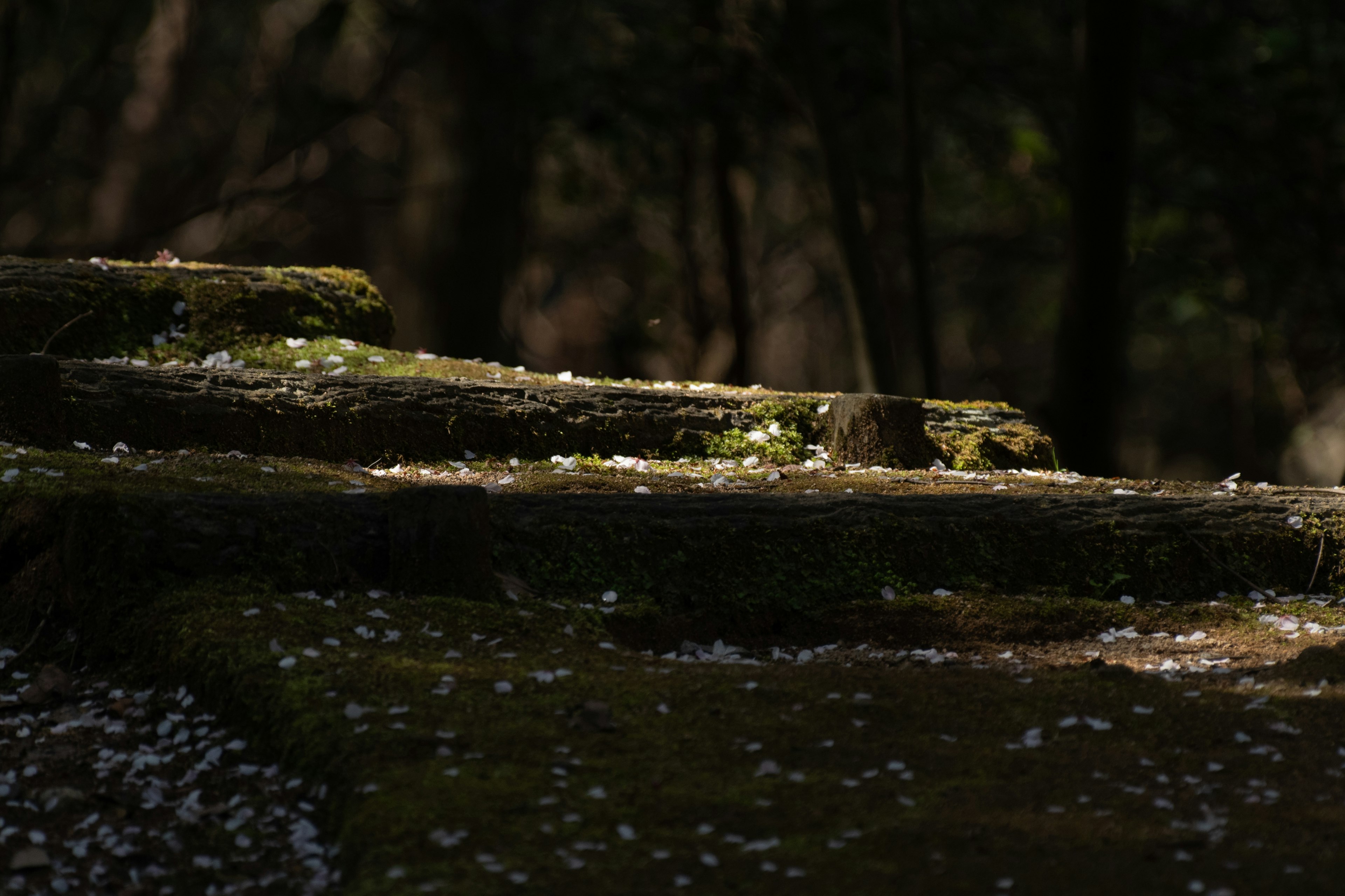 Escaliers en pierre recouverts de mousse dans une forêt sombre avec des pétales de fleurs éparpillés