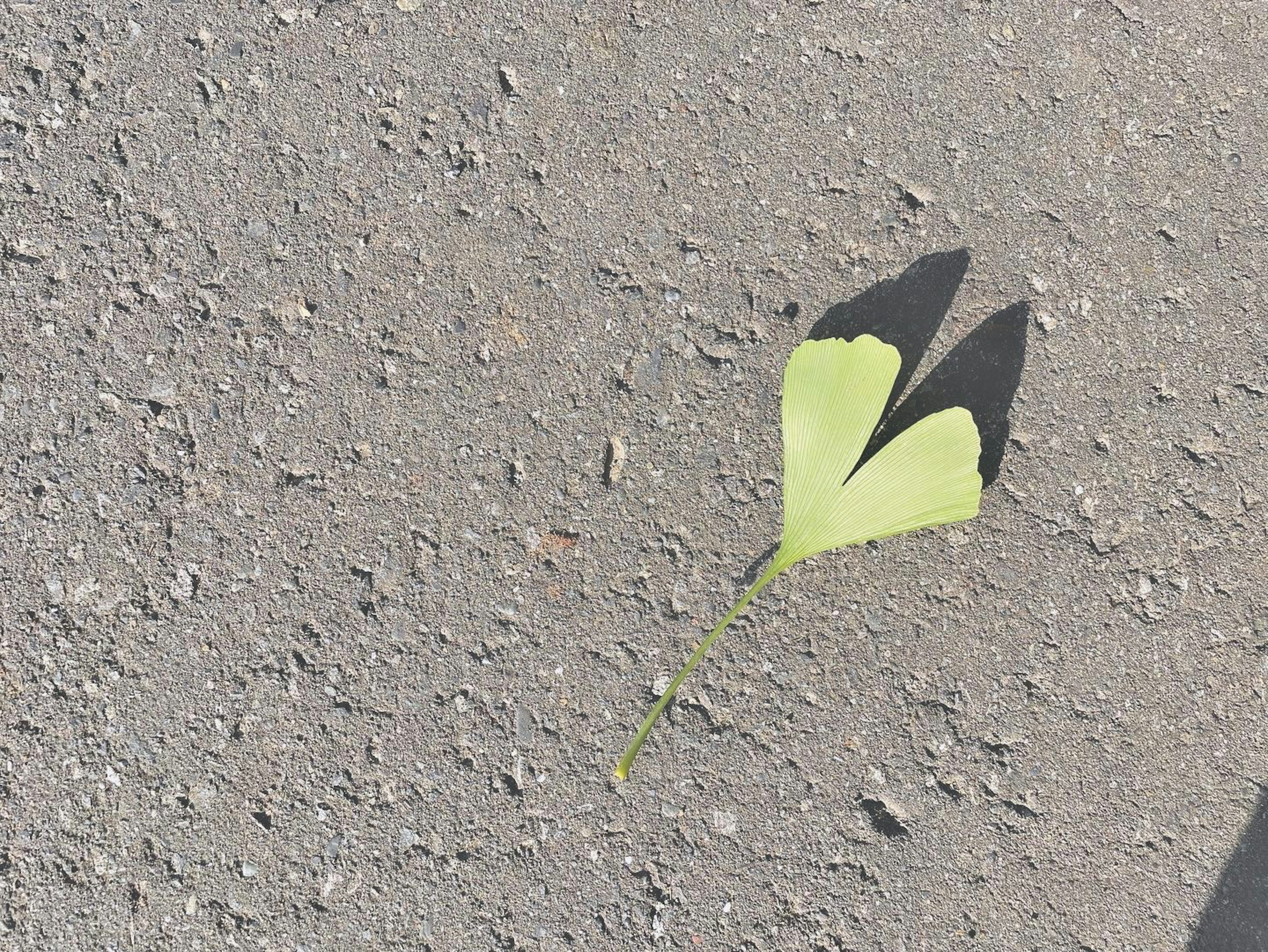 Hoja en forma de corazón en el suelo