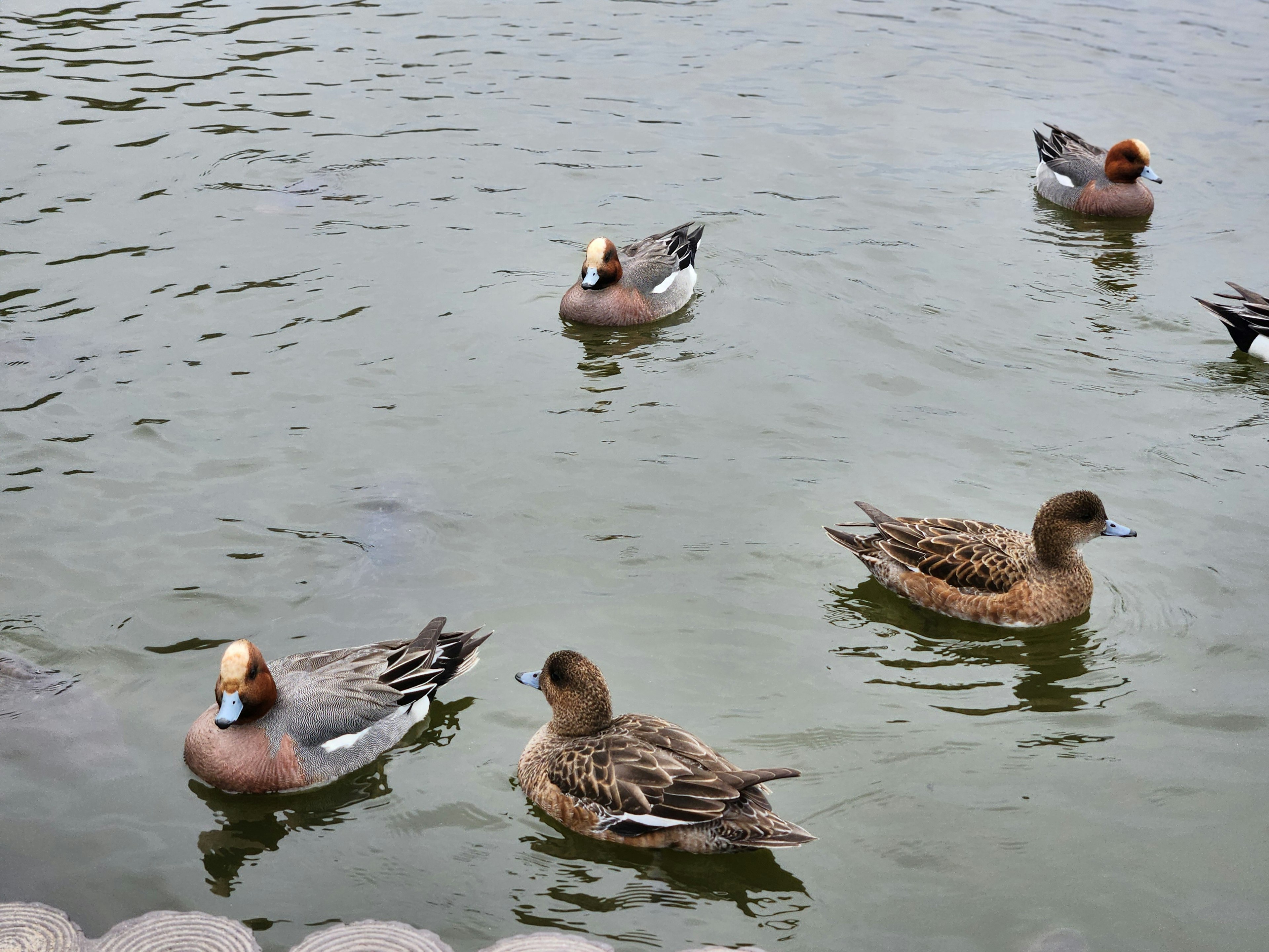 Grupo de patos nadando en el agua con colores de plumas distintivos