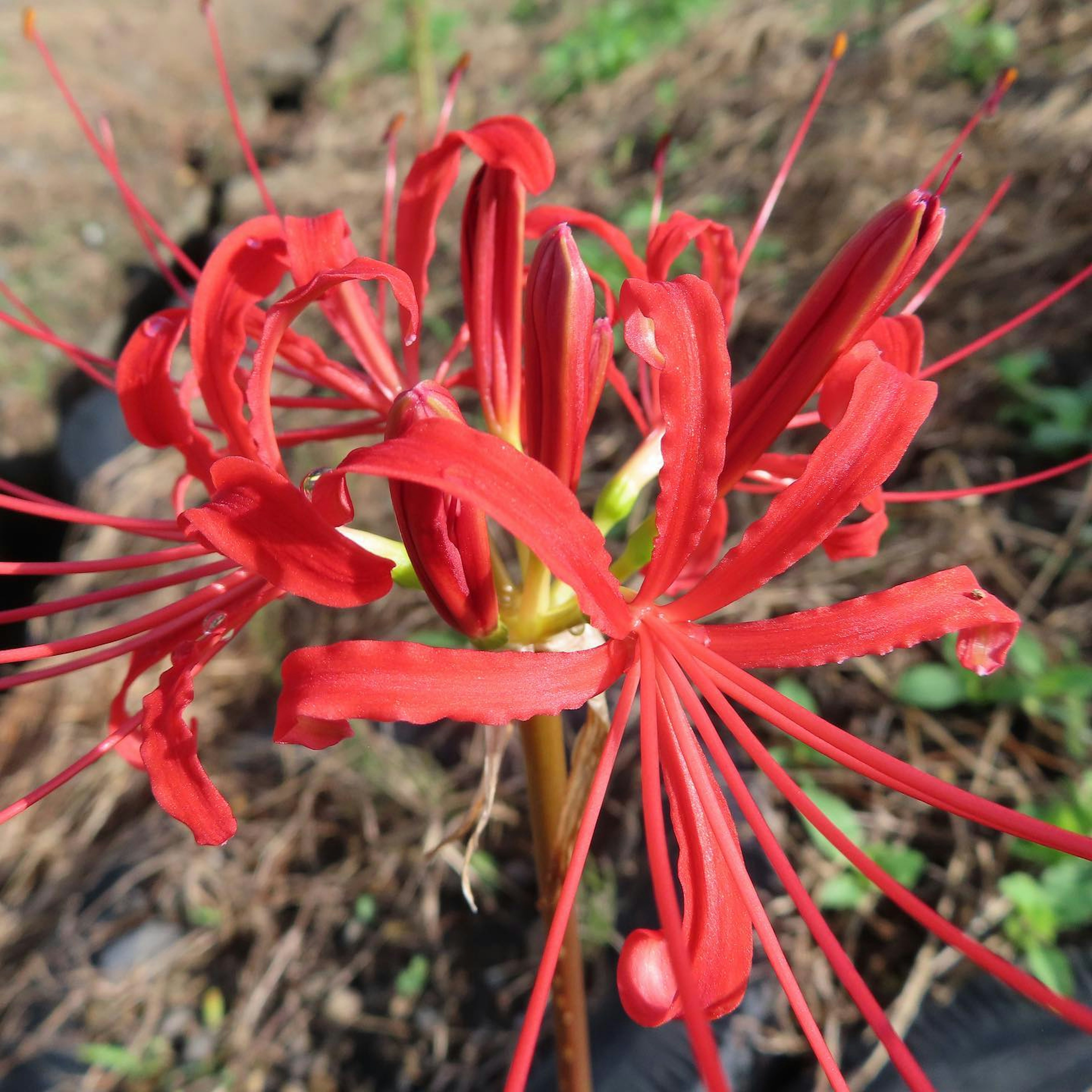 Sekelompok bunga lili laba-laba merah yang mekar