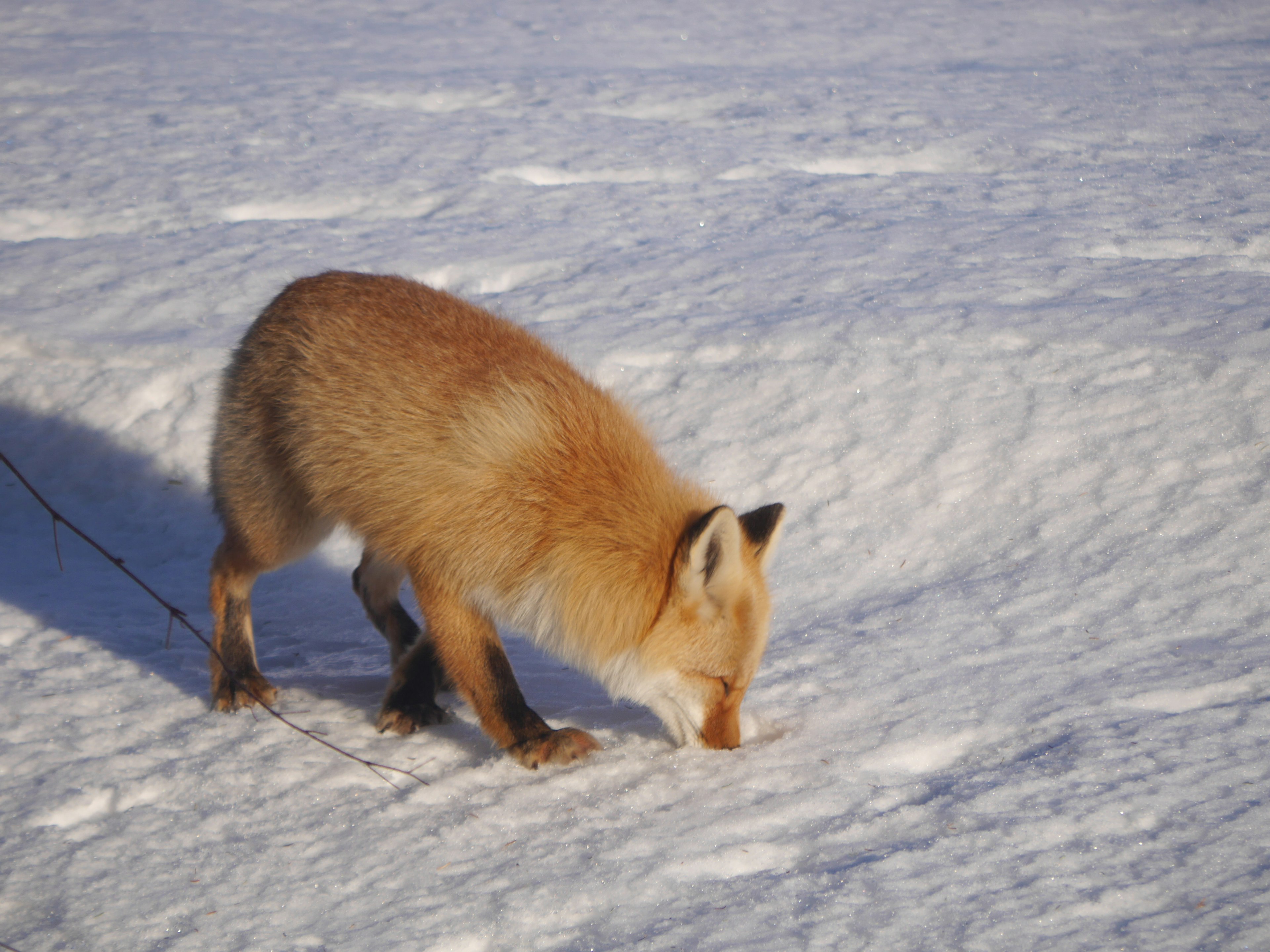 Volpe che cammina sulla neve con un'espressione concentrata