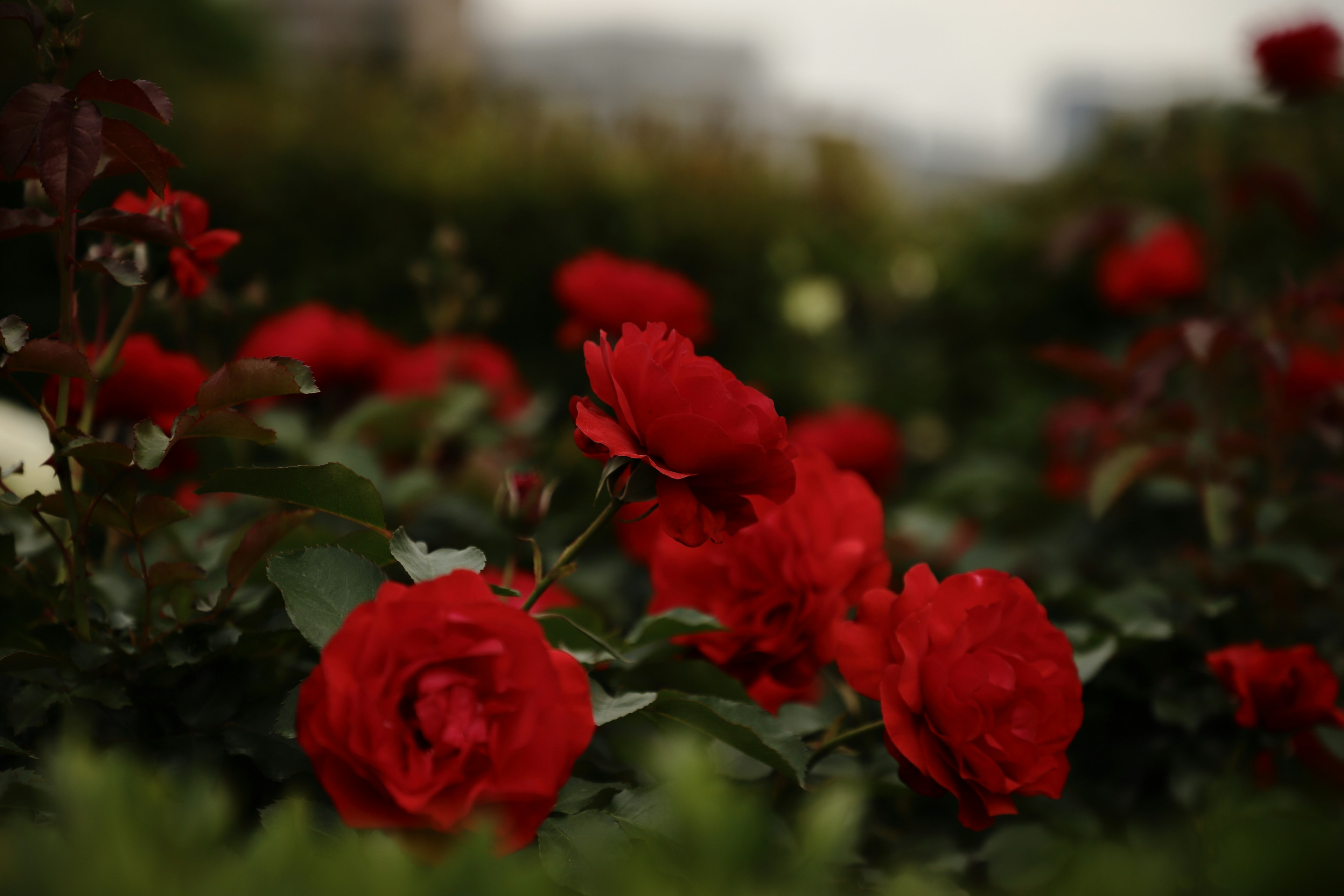 赤いバラの花が咲いている庭の近接写真