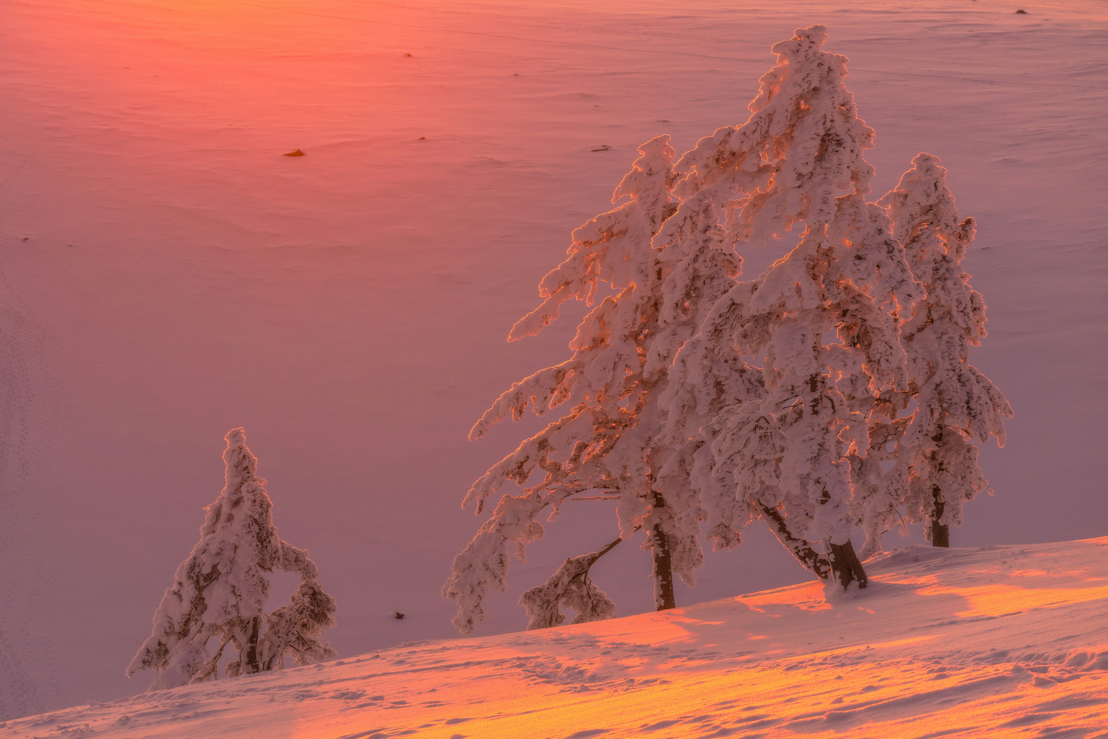 Árboles cubiertos de nieve con un atardecer de fondo